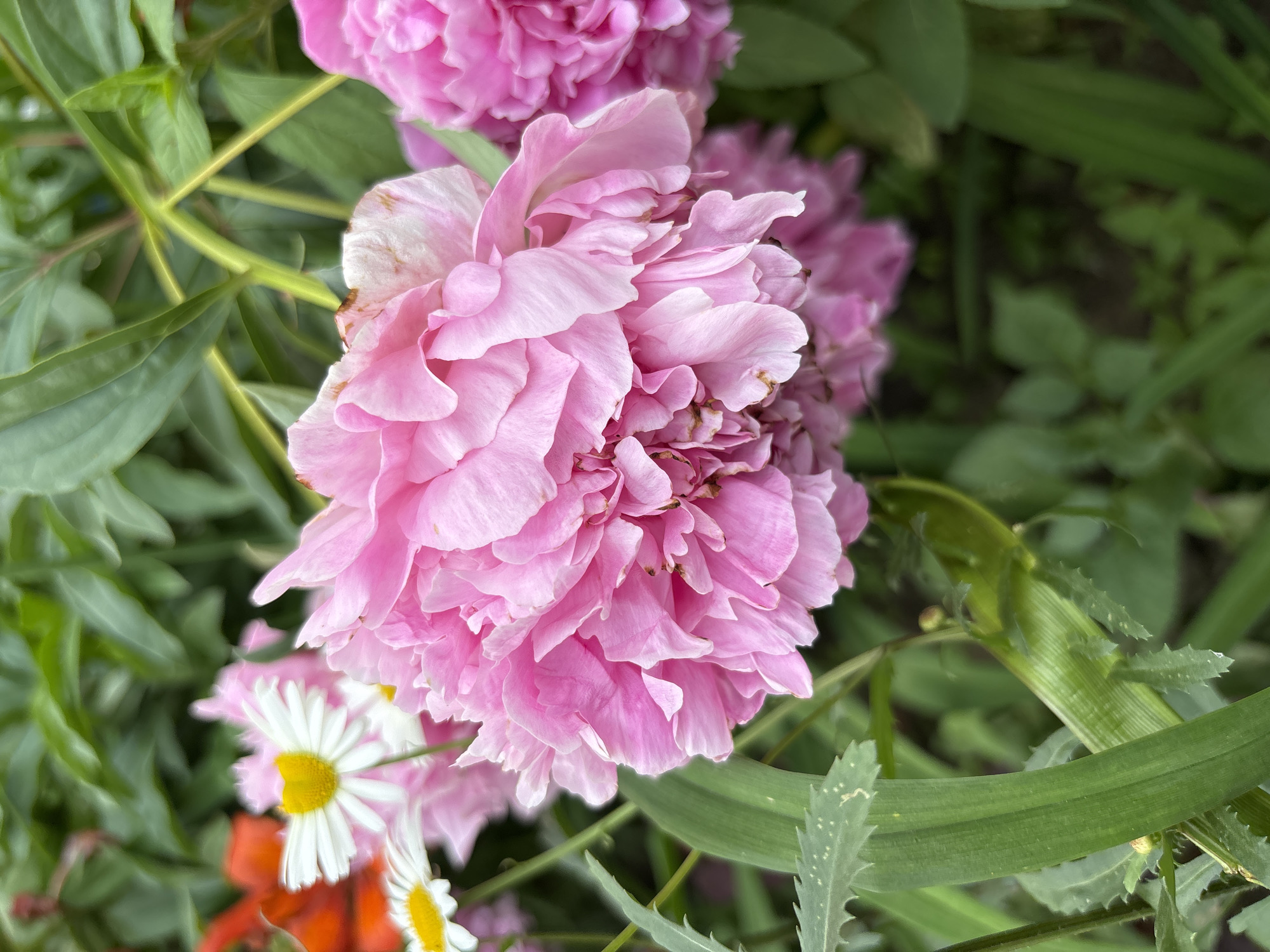 The image is a close-up, outdoor shot of pink peonies and white daisies with yellow centers in a garden setting. The peonies are the dominant subject, with one large, fully bloomed flower in the foreground and another smaller one to the right. The petals of the peonies are layered and delicate. The daisies are smaller and appear further back in the frame. Green foliage, including long, blade-like leaves and broader leaves, fills the background and surrounds the flowers. There is a hint of orange in the upper left corner, likely another flower. The lighting suggests it is daytime, with soft natural light. There is no indication of the city of Blagoveshchensk, Russia, or any people present.