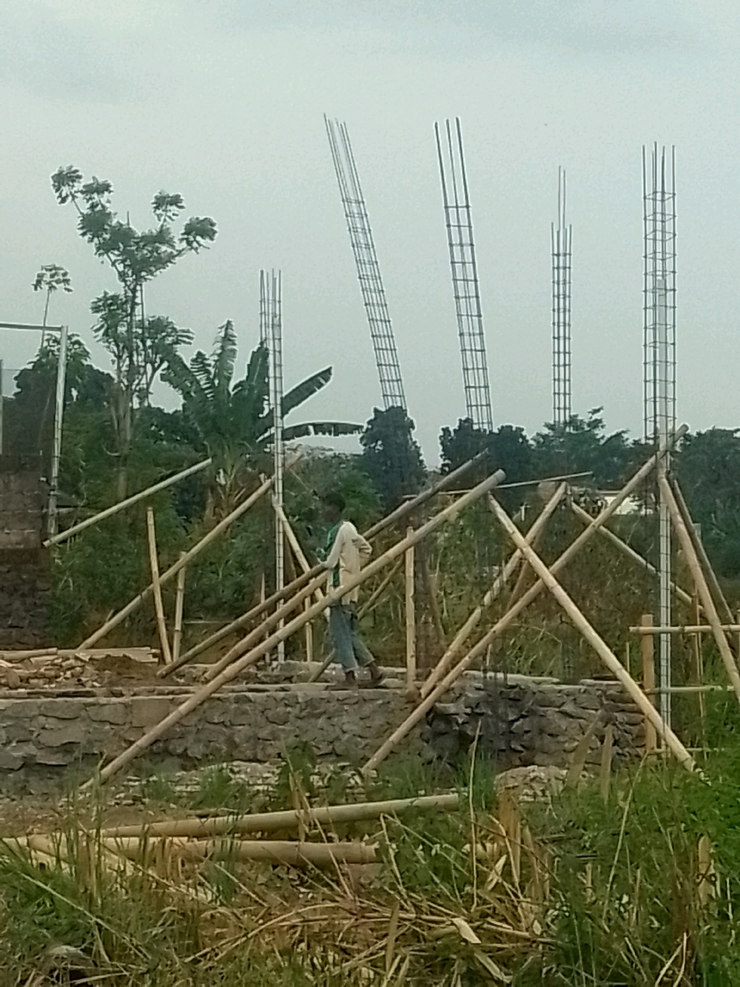 The image depicts an outdoor scene at a construction site, possibly in Jember, Indonesia, under an overcast sky. In the foreground, tall green grass and bamboo poles are visible, some of which are broken or scattered. A man wearing a light-colored long-sleeved shirt and blue pants is walking across a structure made of bamboo poles. Behind him, the foundation of a building appears to be under construction, with a low stone wall and more bamboo supports. In the background, several vertical rebar columns, a common element in concrete construction, rise into the sky. Lush green trees, including banana trees, surround the construction site, creating a natural backdrop. The overall impression is one of ongoing construction work in a semi-rural or tropical environment.