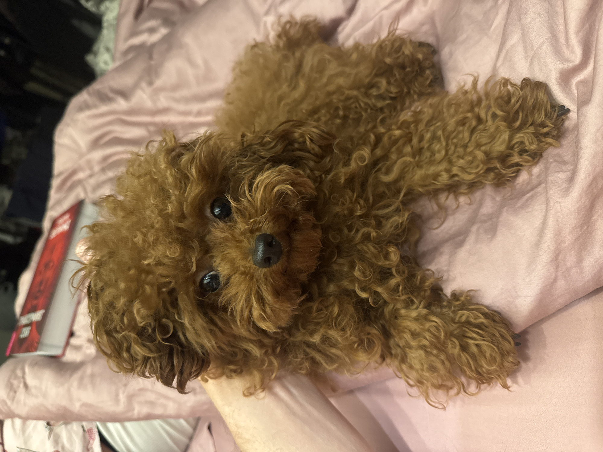 An eye-level shot captures a small, brown, curly-haired dog, resembling a poodle, lying on a pink or peach-colored bedspread. The dog is positioned on its back or side, looking directly up at the camera with wide, dark eyes and a black nose. Its dense, tawny-brown curls cover its body, extending to its visible paws, one of which shows dark claws.
A person's light-skinned arm is partially visible beneath the dog, suggesting they are holding or petting it. The bedding is soft and slightly wrinkled. To the left of the frame, a red book with unreadable white text on its cover is partially visible, resting on the bed. The background beyond the bed is dark and out of focus, indicating an indoor setting, likely a bedroom, with dim or artificial lighting. The overall scene conveys a sense of calm and affection, with the dog appearing relaxed and engaging with the viewer. This scene is set in Novosibirsk, Russia.