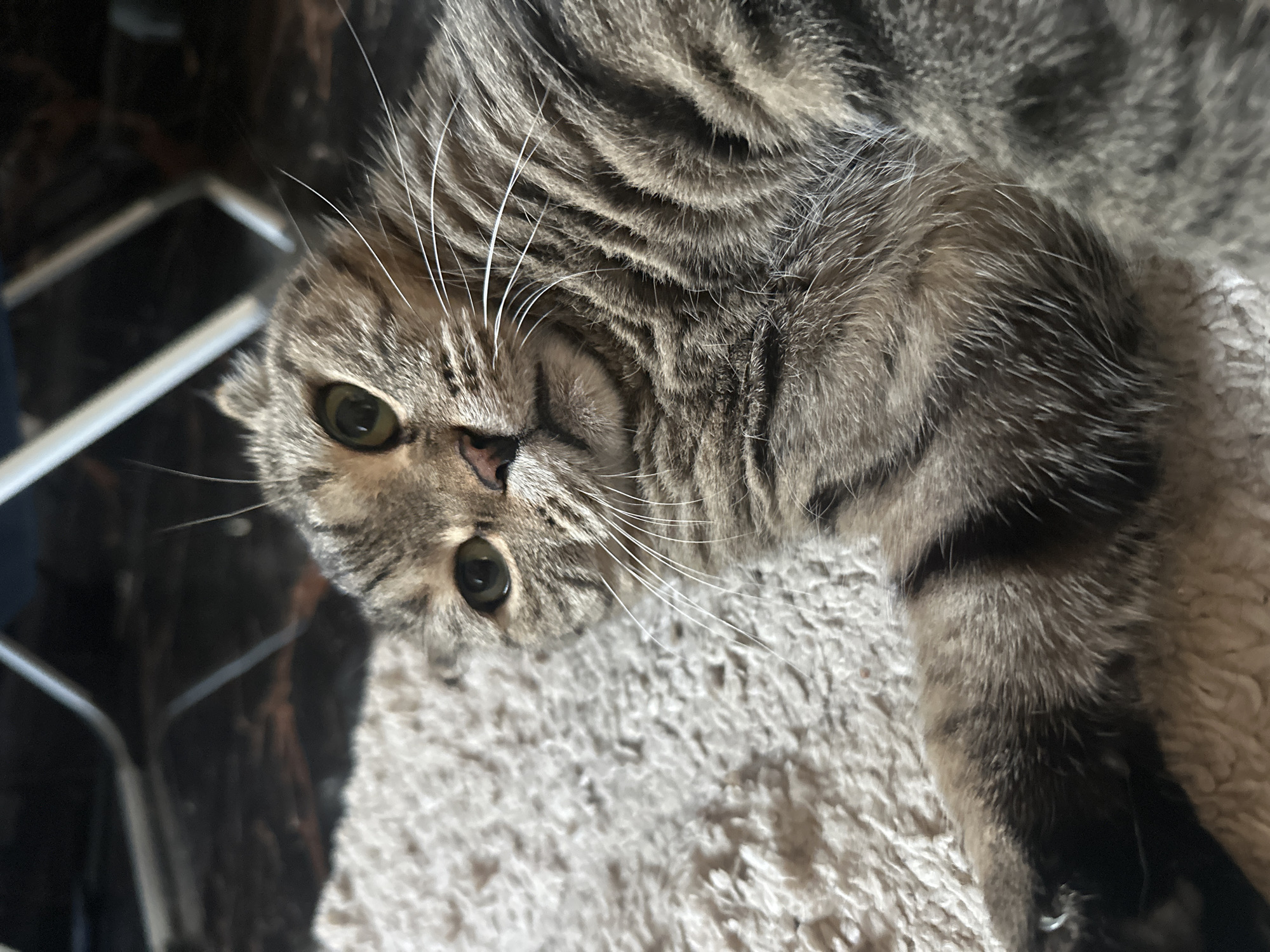 A domestic short-haired cat with tabby markings is lying on a fluffy cream-colored rug. The cat's head is turned towards the camera, with its eyes open and looking forward. Its left ear is slightly folded back. The background is dark and out of focus, showing what appears to be furniture legs and a dark, reflective floor. There are no people or any indication of the city of Virki, Russia present in this image.