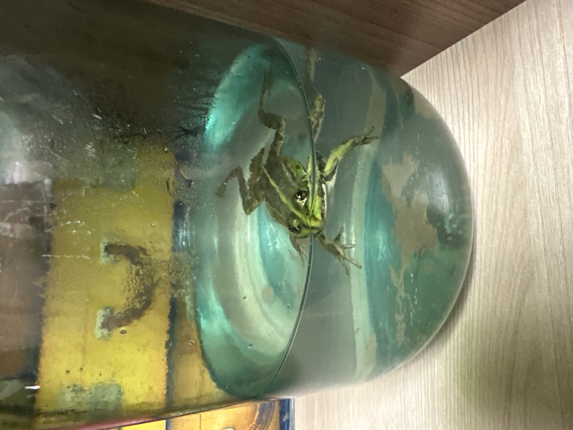 A frog is captured inside a clear glass jar, which is filled with water and has a greenish tint. The frog, with its green and brown speckled skin and bulging eyes, is positioned in the center of the jar, clinging to its side. Its limbs are spread out, suggesting it is either climbing or resting. The jar itself appears to be a large, round container, possibly a carboy or a large bottle.
The background shows a wooden surface, likely a shelf or furniture, with a light, natural wood grain. The lighting suggests an indoor setting, possibly during the day. There are reflections and distortions on the glass due to the water and the curvature of the jar, which create abstract patterns and obscure details within the jar, such as a yellowish or amber-colored residue on the inner surface in some areas. The overall impression is one of an unusual, perhaps temporary, confinement for the amphibian. No visible text is present in the image. The location context is Sayanogorsk, Russia.