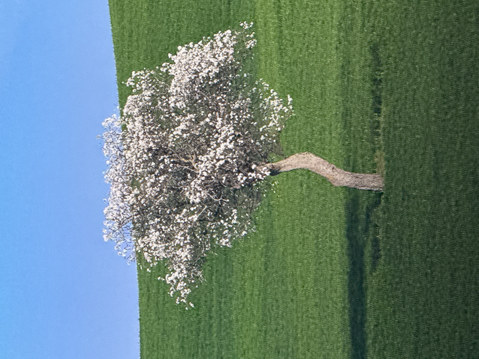 The image shows a single, mature tree with white blossoms set against a backdrop of rolling green hills and a clear blue sky. The tree has a thick, gnarled trunk that curves to the left, supporting a dense canopy of white flowers. The foreground is a dark green, textured field, while the background shows lighter green, undulating hills. A distinct shadow is cast by the tree onto the field. There are no people or man-made structures visible in the image. The scene is a natural landscape, likely captured during springtime given the blooming tree.