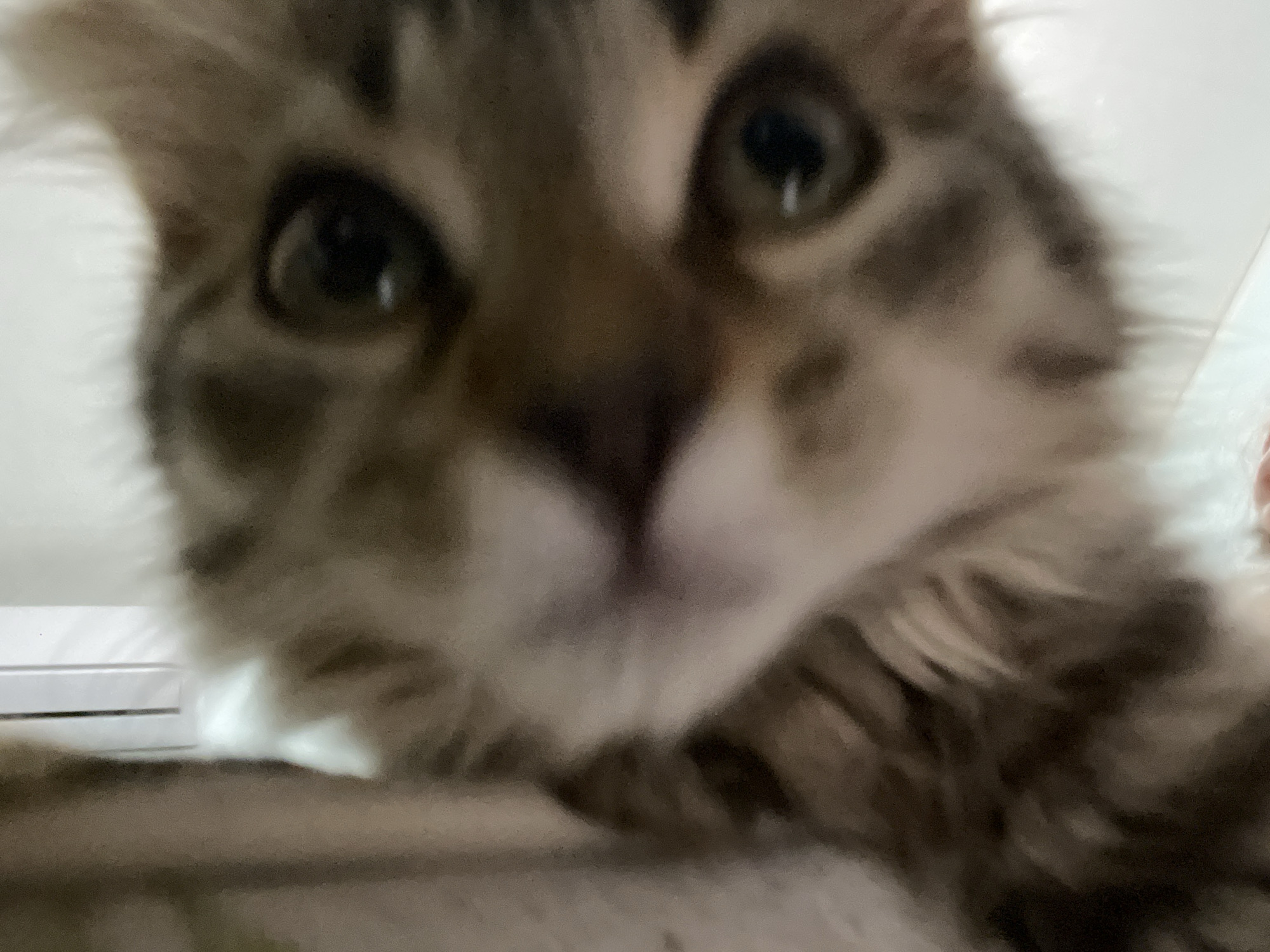 The image is a close-up, blurry photograph of a kitten's face. The kitten has brown and white fur and large, dark eyes. The background is out of focus and appears to be an indoor setting with neutral colors. There is no visible indication of the city of Smolenskaya, Russia, or any specific location within it. The image does not contain any people or demonstrate any actions or interactions.