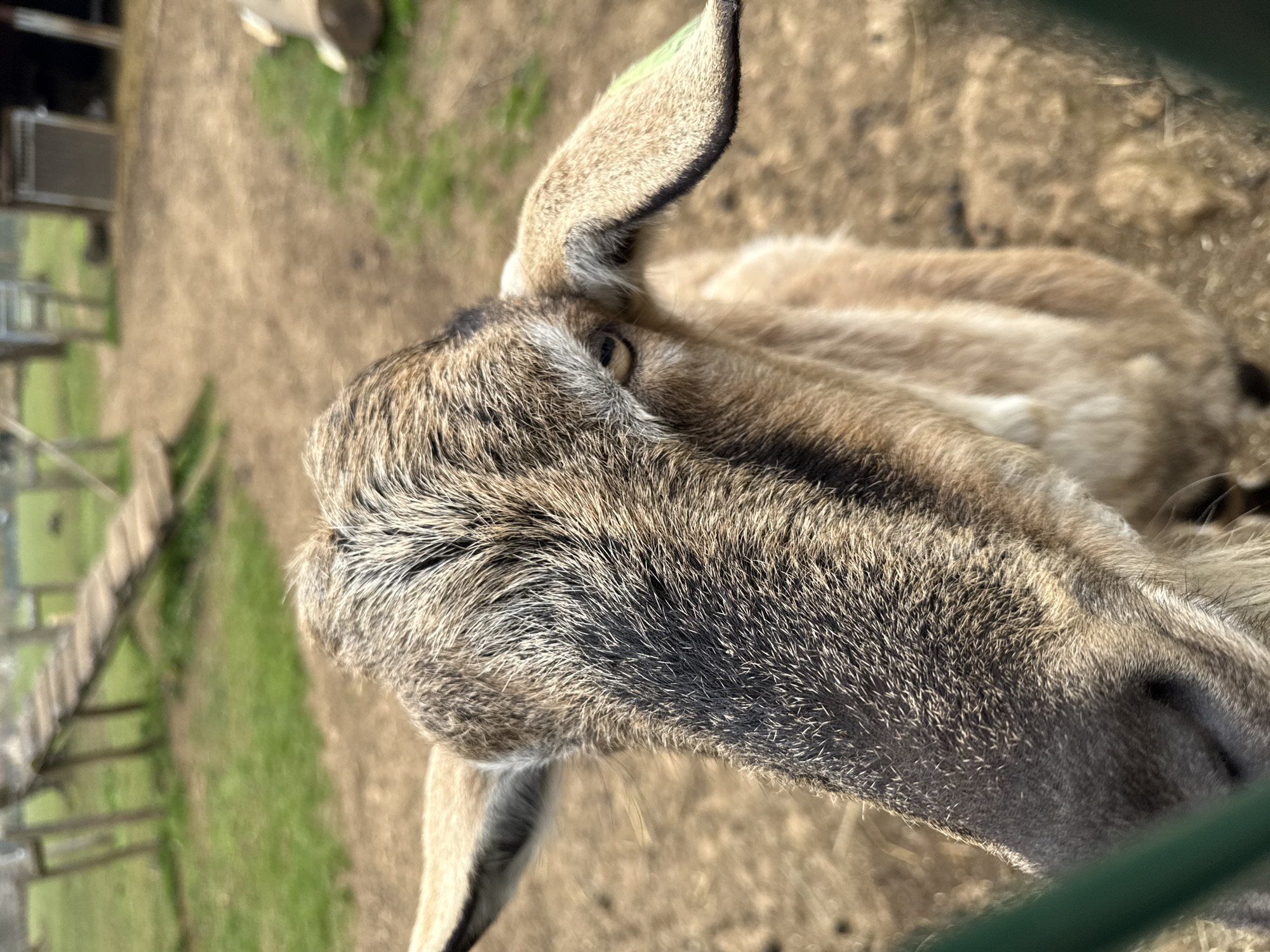 A close-up, eye-level view of a goat's head, likely taken in an animal enclosure. The goat has light brown and gray fur. Its eye is visible. The background shows dirt and grass, along with parts of a fence and possibly some farm-like structures. Based on the location provided, the image was likely taken at a petting zoo or similar facility in Esch-sur-Alzette, Luxembourg.