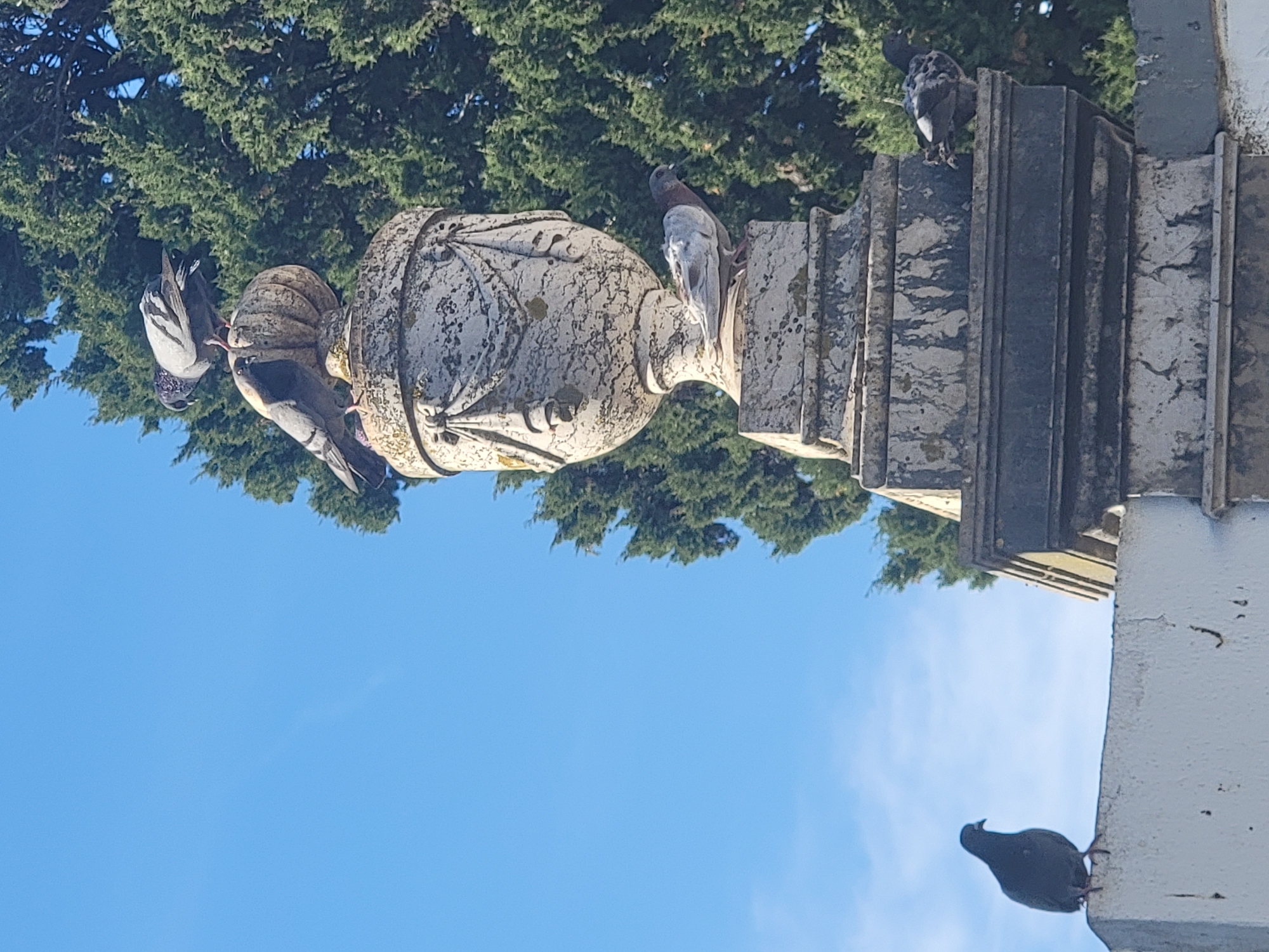 The image shows a close-up view of pigeons perched on a weathered stone monument against a bright blue sky and a backdrop of dense green trees. The monument, possibly a funerary urn or decorative pillar, features intricate carved details and shows signs of age, with moss or lichen present in some areas. Several pigeons are visible on and around the monument. One dark pigeon is perched on a white wall in the foreground to the left. Another pigeon, predominantly gray with darker markings, stands on the top of the monument. Below it, two more pigeons are visible, one gray and white and another with a mottled gray and black appearance, perched on the side of the monument. The overall scene suggests a quiet, outdoor setting. This monument is located in the Faro Municipal Cemetery, Faro, Portugal.