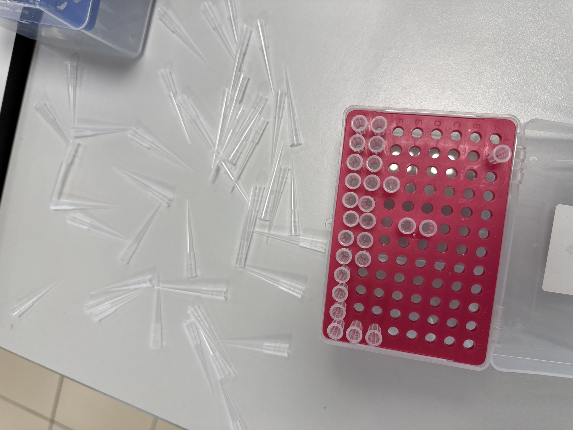 An overhead shot captures a laboratory setting, potentially in Moscow, Russia, displaying a light grey lab bench. Numerous clear plastic pipette tips are scattered haphazardly across the surface. To the right, a red plastic rack, designed for organizing pipette tips, is seen partially filled with similar clear tips. The rack features a grid system with visible alphanumeric labels: "F", "E", "D", "C", "B", "A" for columns and "8", "9", "10", "11", "12" for rows, indicating a structured storage method common in scientific environments. A clear plastic lid, likely part of the rack, is open to the right. In the upper left corner, a dark object is partially visible beneath another clear plastic container. The arrangement of the scattered and racked tips suggests an activity involving their use, such as preparation for an experiment, where some tips have been taken out. No people are visible in the image. The lighting is bright and even, consistent with an indoor laboratory.
