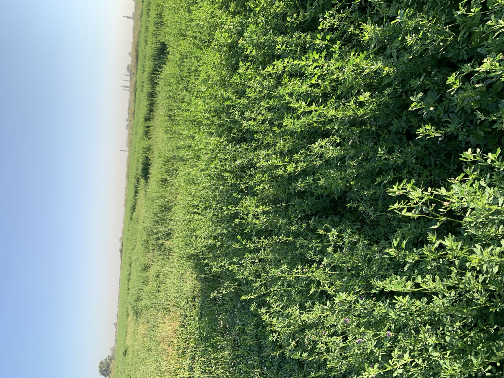 This image depicts a vast, verdant field of alfalfa under a clear, pale blue sky. The alfalfa plants are lush and green, with some appearing taller and more mature than others. The field stretches towards the horizon, where a faint haze obscures distant structures, possibly industrial chimneys, and a lone tree stands on the left side. Sunlight illuminates the field, casting subtle shadows and highlighting the texture of the foliage. The scene is characteristic of agricultural land, likely in a rural setting. There are no people or animals visible in the image. The crops suggest an agricultural area near Ak-Jol, Kyrgyzstan, where alfalfa is a common crop.