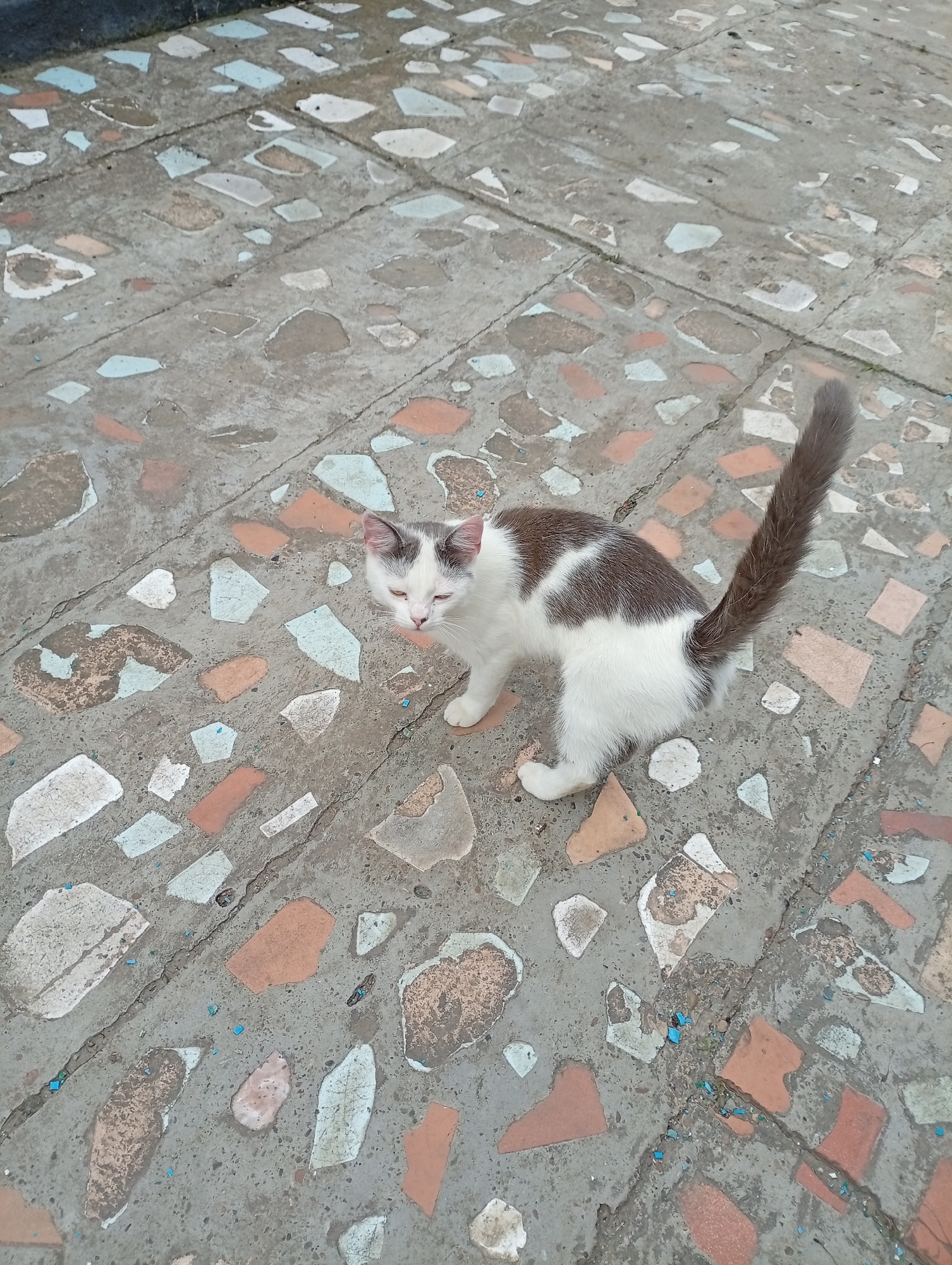 A small, bicolored cat stands on a patterned paved surface outdoors. The cat has predominantly white fur with distinct dark brown or grey patches on its head, ears, back, and a full, bushy tail. Its tail is held high and slightly curled, displaying its dark fur. The cat is positioned in the center of the frame, facing slightly to the left with its head turned towards the camera. Its eyes are squinted, suggesting it might be sleepy, relaxed, or reacting to bright light.
The ground is a concrete or terrazzo-like pavement, featuring numerous irregularly shaped pieces embedded in a grey base. These fragments are varied in color, including shades of white, light blue, terracotta, and earthy browns and greys. There are visible cracks running through the paving, and scattered small blue specks are present on the surface. The lighting appears to be natural daylight, likely diffused, given the soft shadows. The setting is an outdoor area, possibly a patio or walkway in Gorkaya-Balka, Russia. No other subjects or visible text are present.
