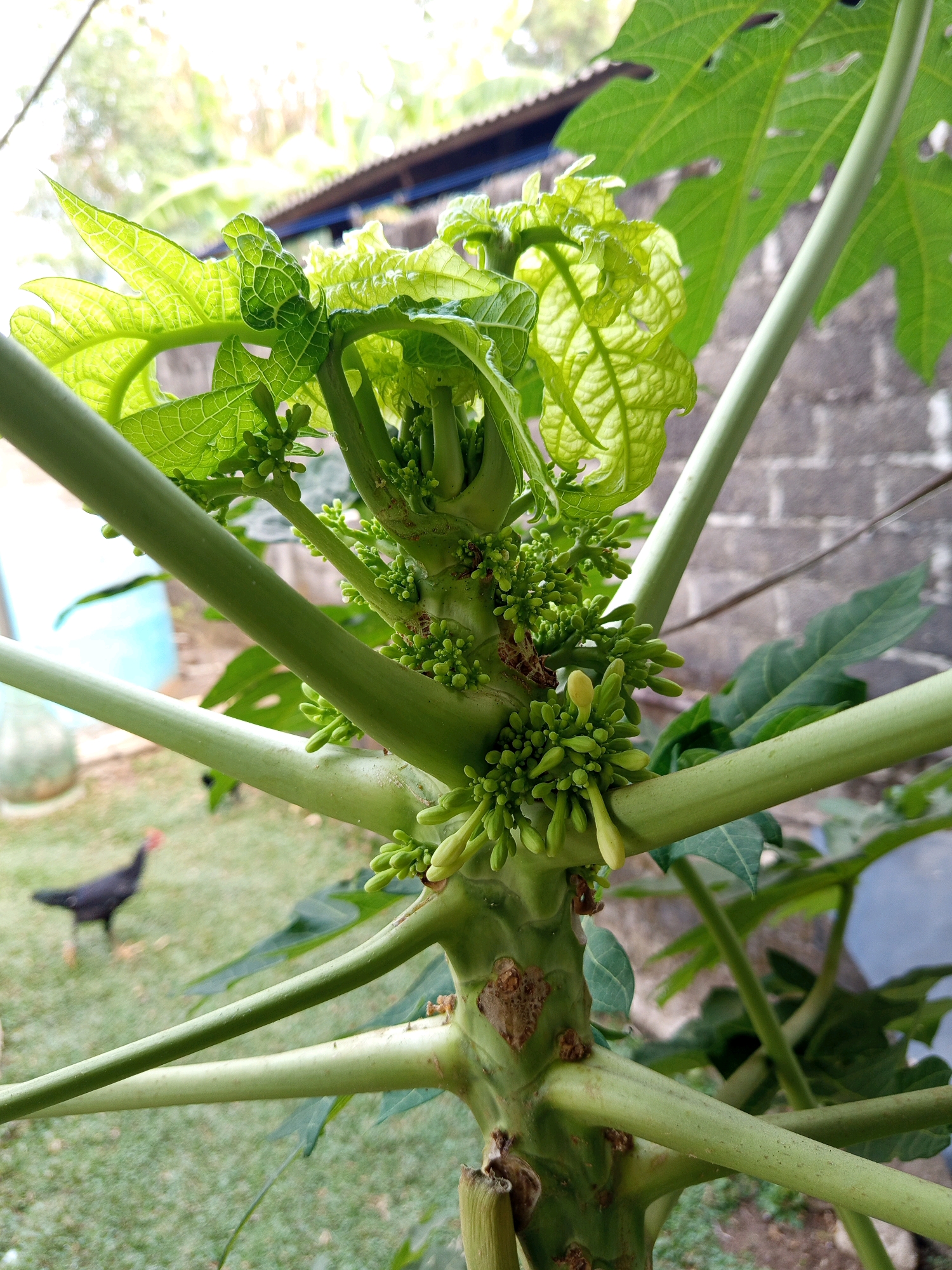 In Pulung Kencana, Indonesia, a close-up, eye-level shot focuses on the developing flower buds of a papaya plant. The plant's thick, green stems branch out, supporting clusters of tiny, green buds and a few emerging pale yellow flowers. Lush, vibrant green leaves with prominent veins fan out above and around the floral structures, some catching the sunlight. In the blurred background, a dark-colored chicken with a red comb pecks at the grassy ground. Behind the chicken, a weathered brick wall and a corrugated metal roof are visible, suggesting a residential or agricultural setting. The overall scene is one of natural growth and everyday life in a rural Indonesian environment.