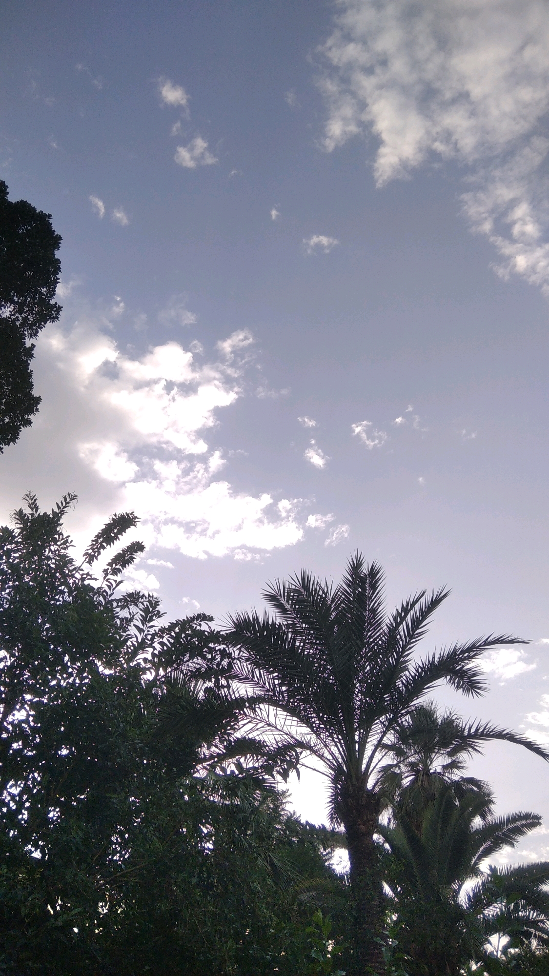 A low-angle shot captures a cluster of trees and palm trees against a pale blue sky with scattered white clouds. The foliage is dark green, with the leaves of the palm trees silhouetted against the lighter sky. The scene appears to be a natural setting, possibly a park or garden, with no signs of urban development visible. The lighting suggests it is either early morning or late afternoon, with the sun diffused by the clouds. The image conveys a sense of tranquility and natural beauty, characteristic of outdoor spaces in cities like Marrakesh, Morocco.