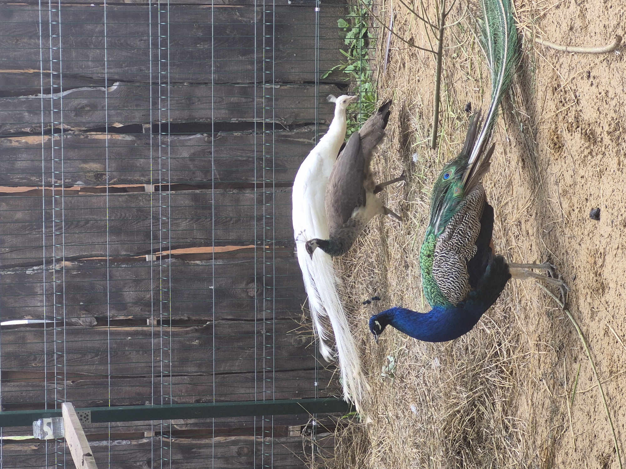 The image depicts an outdoor enclosure with a wooden fence in the background. In the foreground, a male peacock with vibrant blue and green plumage stands on sandy ground littered with dry straw. Behind him, a white peacock is partially visible, with its long, flowing tail feathers spread out. Another peacock, appearing to be female and with brown and grey feathers, is walking behind the white one, also in the straw-covered enclosure. The scene suggests a zoo or aviary setting.