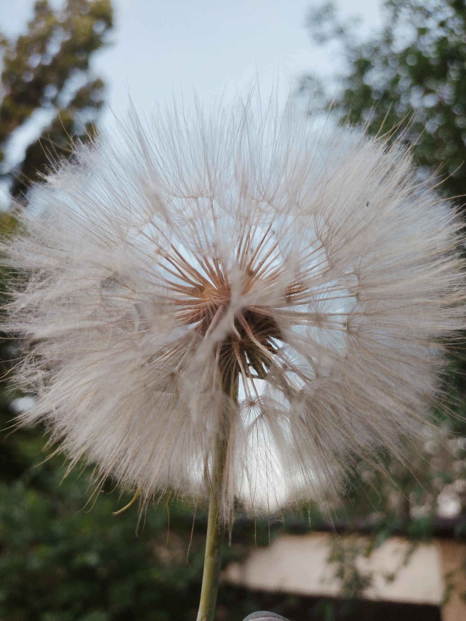 This media file is a close-up, outdoor photograph of a large dandelion seed head against a blurred background of trees and sky. The dandelion is the central subject, its white, feathery seeds radiating outwards from a central brown core. The image is taken from a low angle, looking up at the seed head. The lighting suggests it is daytime, likely morning or late afternoon, with a soft, diffused light that highlights the delicate structure of the seeds. The background is out of focus, with green foliage and a pale blue sky visible, indicating a natural outdoor setting, possibly a park or garden. There are no people or discernible text in the image. The overall mood is serene and natural, focusing on the intricate beauty of the dandelion. The location context is Horishni Plavni, Ukraine.