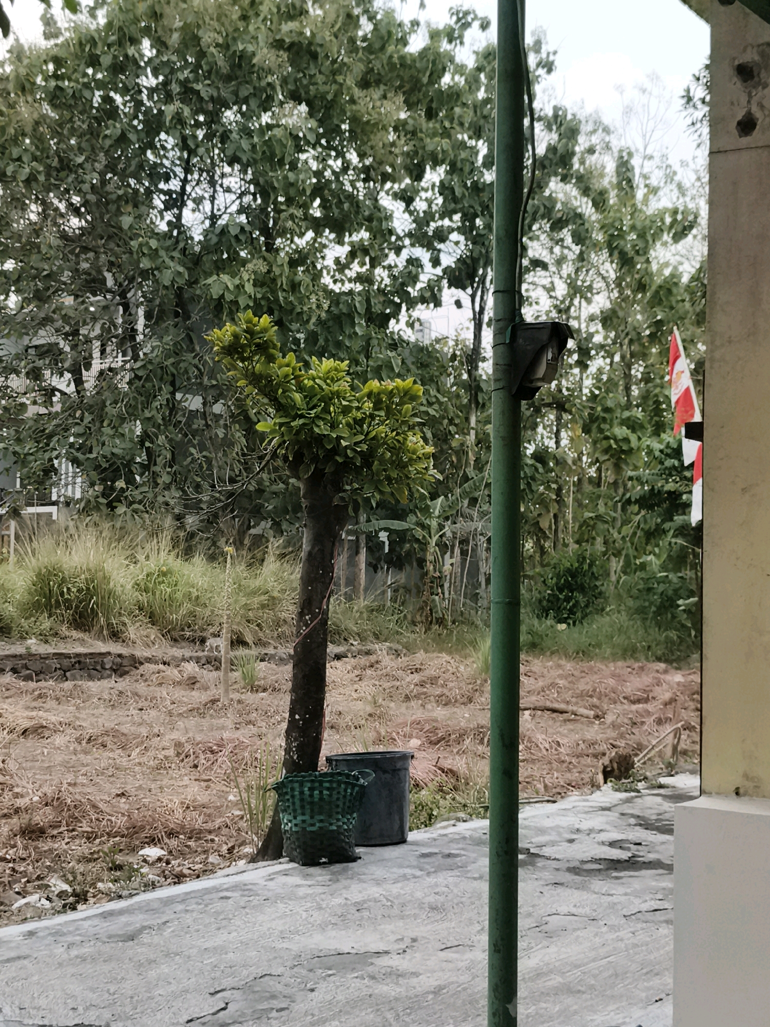The image shows an outdoor scene in Gawanan, Indonesia, with a focus on a paved walkway, a small tree, and a green pole with an attached light fixture. The walkway is made of concrete and shows some signs of wear and tear, with cracks and varying textures. To the left of the walkway, there is a small, stylized tree with bright green foliage. In front of the tree, there is a green woven basket and a dark gray plastic bin. Behind the tree, a vast area of dry, brown grass and scattered twigs suggests a recently cleared or unkempt field. In the background, several trees with dense green leaves dominate the landscape, with a hint of a white building visible through the foliage on the far left. On the right side of the image, a section of a building with a light-colored facade is visible. Two flags, red and white, are attached to a pole on the right side of the building, partially obscured by the green pole in the foreground. The sky is overcast, with visible clouds. The overall scene suggests a slightly neglected outdoor space, possibly a residential or communal area.