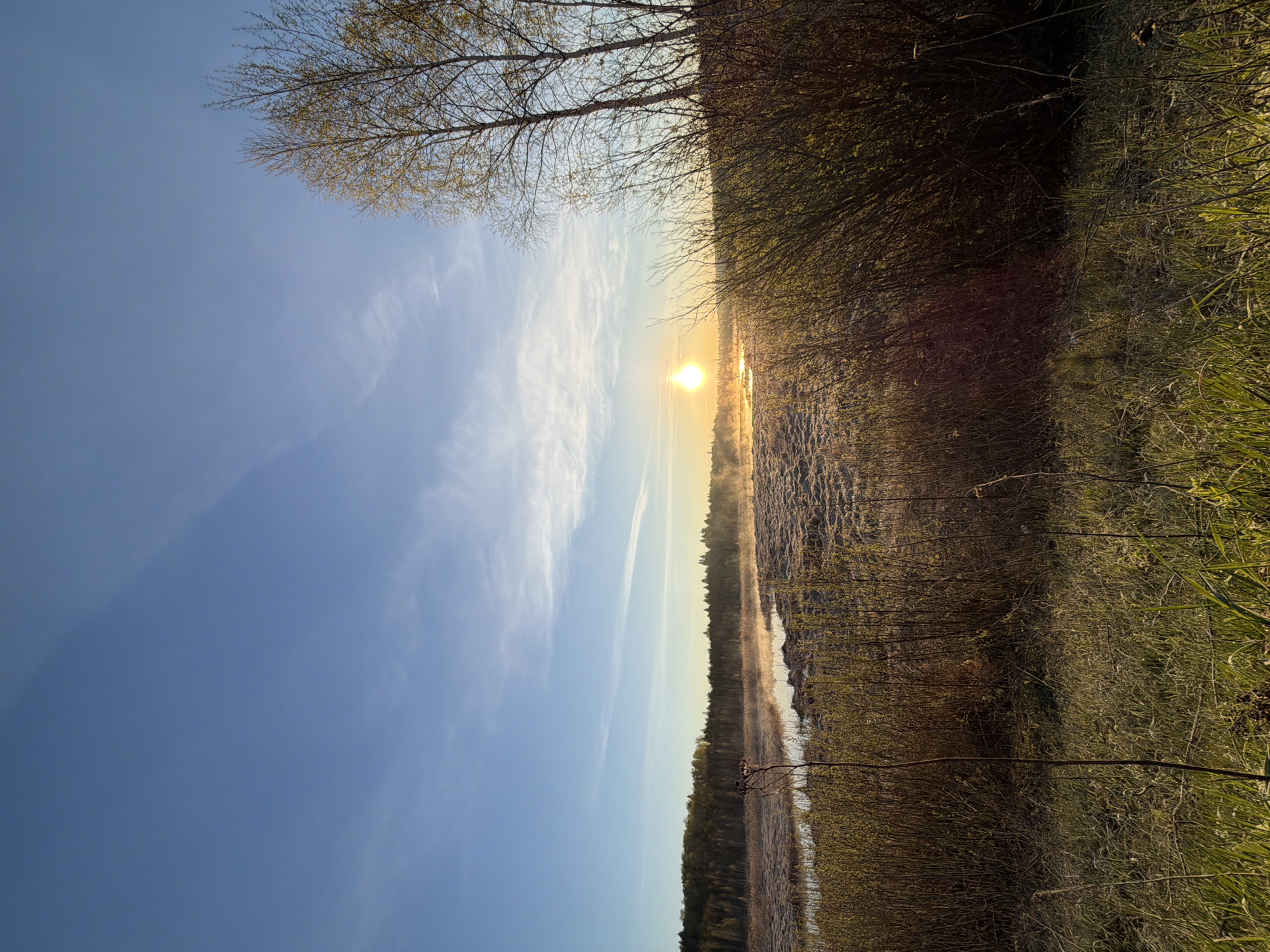The image shows a landscape scene oriented vertically, likely taken at sunrise or sunset. A bright sun is positioned near the horizon, casting a warm glow. To the right of the sun, there is a dense area of vegetation, consisting of trees and grasses. The ground appears to be slightly elevated. To the left of the sun, there is a clear blue sky with some wispy clouds. A tree with bare branches is partially visible in the upper left corner of the image. The scene appears to be a natural setting, possibly a lake shore with fog or mist rising from the water surface. The image is rotated 90 degrees clockwise. The city mentioned (Izhevsk, Russia) cannot be verified based solely on the image.