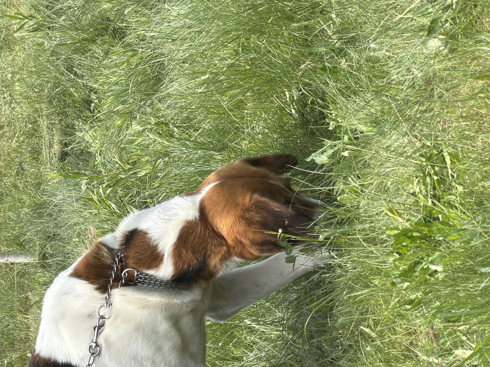 A dog with brown and white fur is eating grass. The dog is wearing a silver chain collar and is on a leash. The grass is green and tall. This image was taken in Chaikovsky, Russia.
