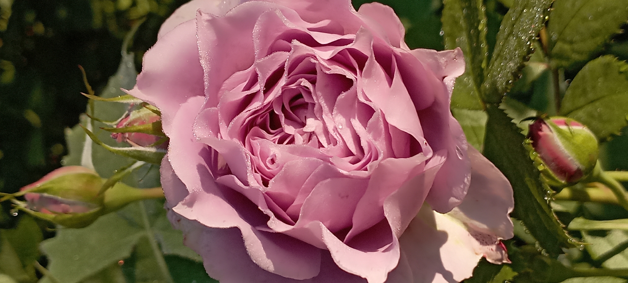 A close-up, vertical, natural light photograph shows a pink rose in full bloom, covered in tiny water droplets, likely dew or mist. The rose petals are intricately layered and ruffled, with a softer, lighter pink shade towards the outer edges and a deeper, more saturated pink in the center. The droplets catch the light, creating small highlights on the petal surfaces and their fringed edges. Two rosebuds are visible in the background, one slightly out of focus above and to the left of the main bloom, and another, more in focus, below and to the right. These buds are green with hints of pink at their tips. The background is a blur of dark green foliage, suggesting the rose is part of a garden. The overall impression is one of freshness and delicate beauty. This image was taken in the city of Radisne, Ukraine.