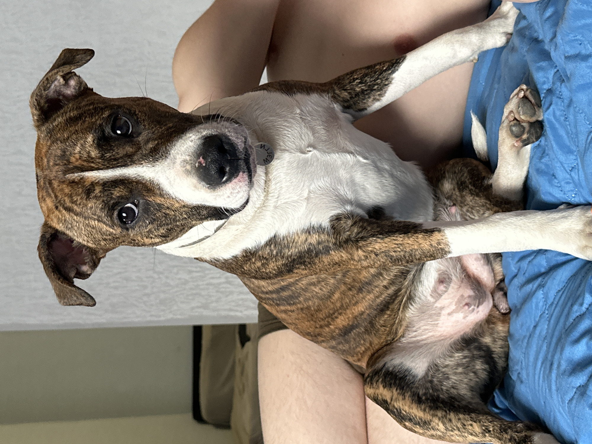 In an indoor setting in Trudovaya, Russia, a brindle-patterned dog with white markings on its chest and face is being held by a person. The dog, which appears to be lying comfortably, looks directly at the camera with dark, attentive eyes and a slightly tilted head. Its fur is short, featuring distinct brown and black stripes, and it has a white blaze extending from its forehead down its snout to its black nose. One ear is partially perked, while the other is folded back. Around its neck, a metallic, circular tag is visible, engraved with the letters "MJW".
Only portions of the person holding the dog are visible; their bare chest, arms, and legs are in the background, suggesting a casual, home environment. The dog's belly, which has sparse fur and pinkish skin, is also partially visible. Its front paws rest on the person's body, and one rear paw with dark paw pads is tucked into a crumpled blue fabric, possibly a blanket or clothing, which covers the person's lap. The background consists of a plain light-colored surface, likely a wall or furniture. The scene captures a moment of relaxed and affectionate interaction between the dog and its owner.