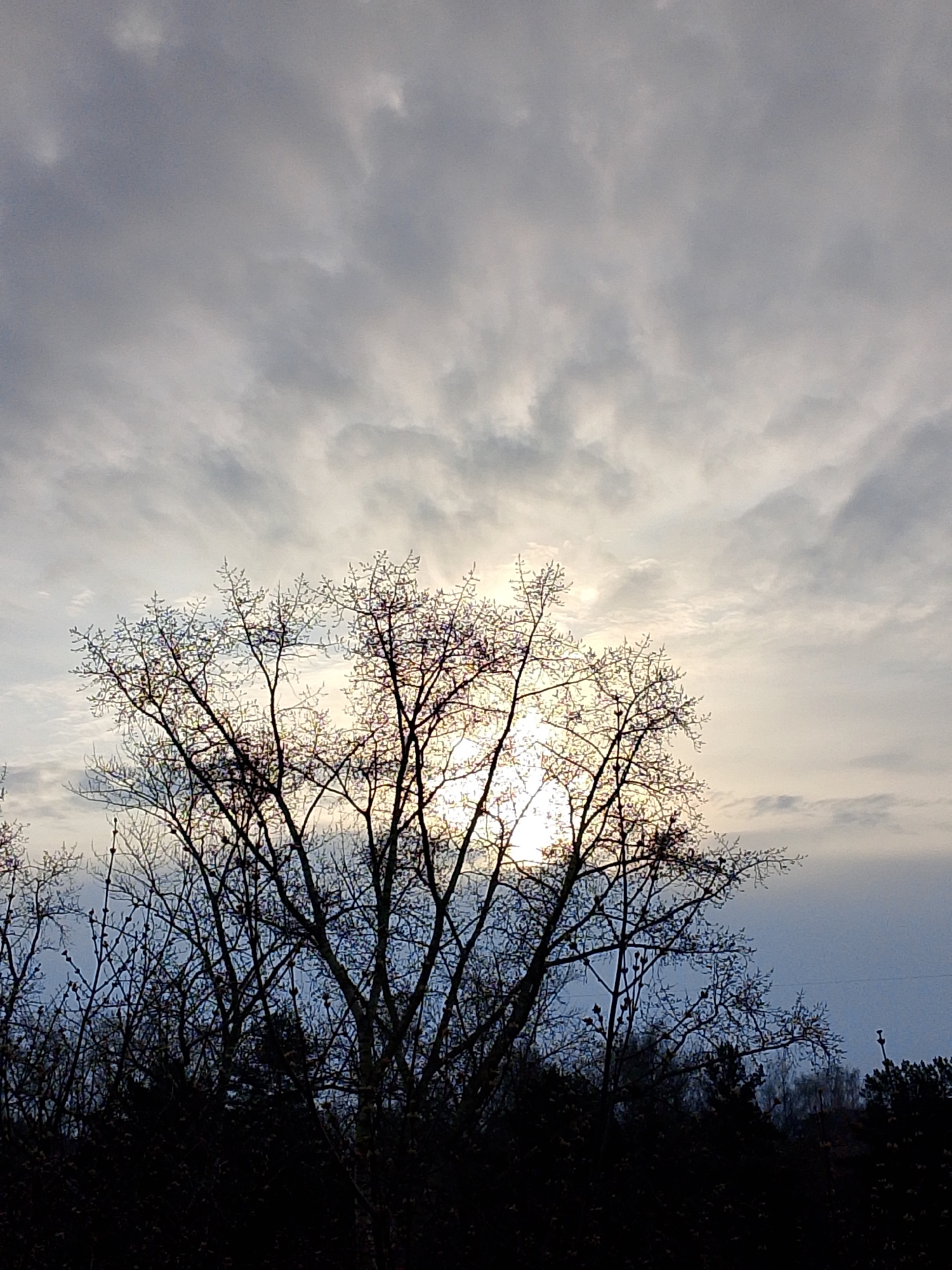 A photograph taken in Izhevsk, Russia, depicts a cloudy sky with the sun obscured by clouds. A large tree, devoid of leaves, is silhouetted against the sky. The lower portion of the image shows a dark, indistinct area that could be vegetation or other objects. There are no people visible in the image.