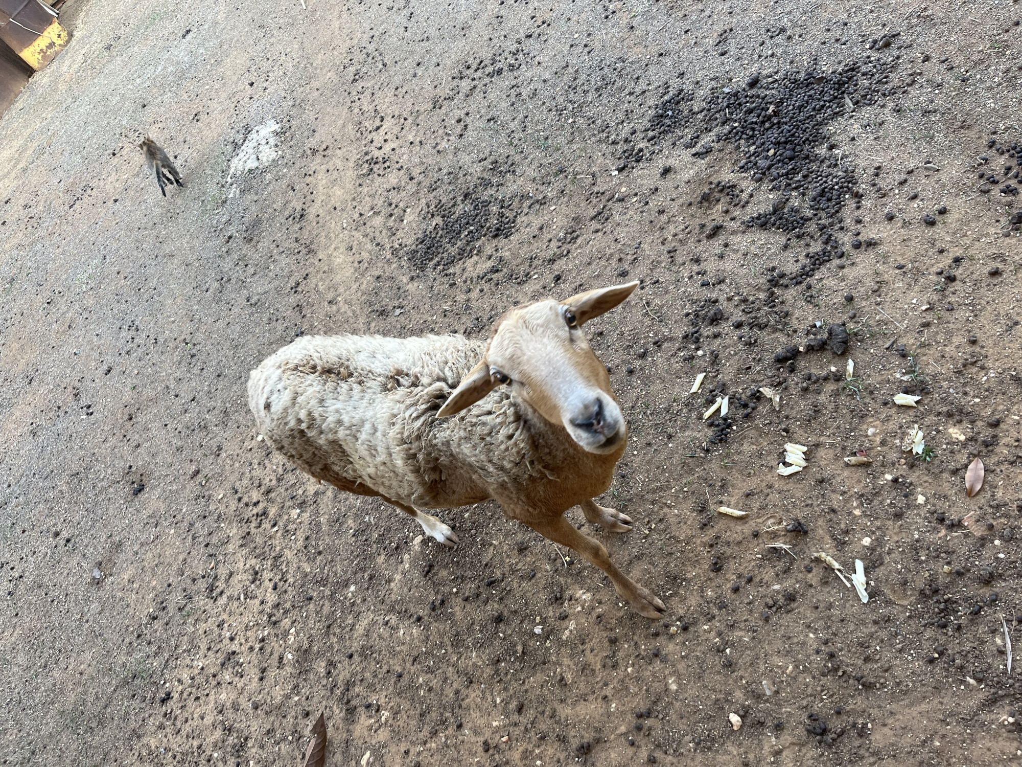 The image shows a sheep standing on a dirt ground covered with sheep droppings. The sheep is facing the camera and is mostly brown in color with some white wool. In the background, a small animal, possibly another sheep, is partially visible. The location is Tinaquillo, Venezuela.