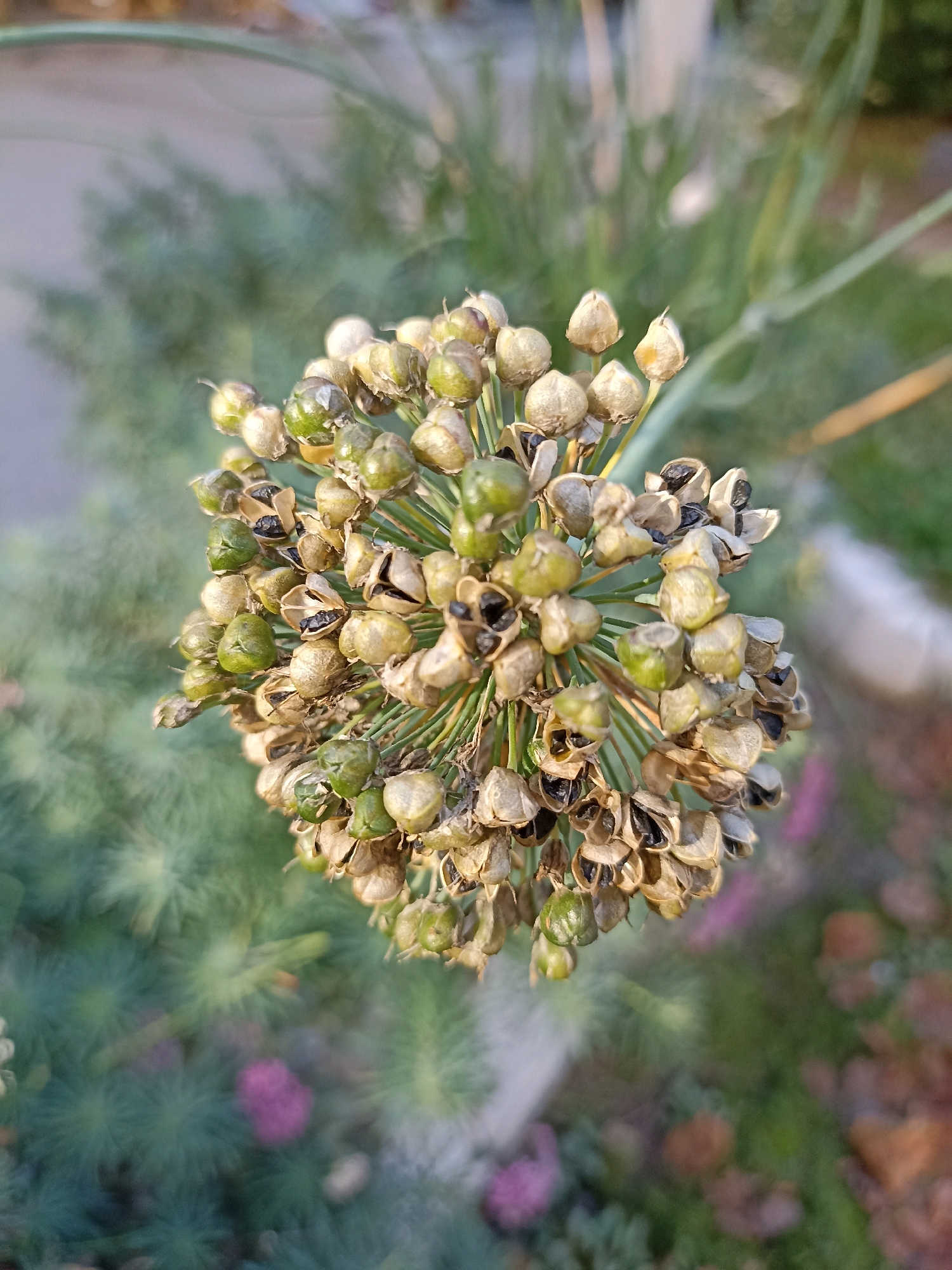 This is a close-up, overhead shot of a drying onion flower head. The flower head is composed of numerous small, bulbous seed pods, many of which have opened to reveal small black seeds inside. Some pods are still green and closed, while others are dried and brown. The flower head is positioned at the top center of the frame, with a soft focus background of green foliage, pink flowers, and possibly some dried leaves or debris. The lighting suggests it is outdoors, likely in a garden or natural setting, during the daytime, possibly late afternoon due to the warm tones in the background. The overall impression is one of a plant reaching the end of its blooming cycle. There are no people or animals visible in the image.