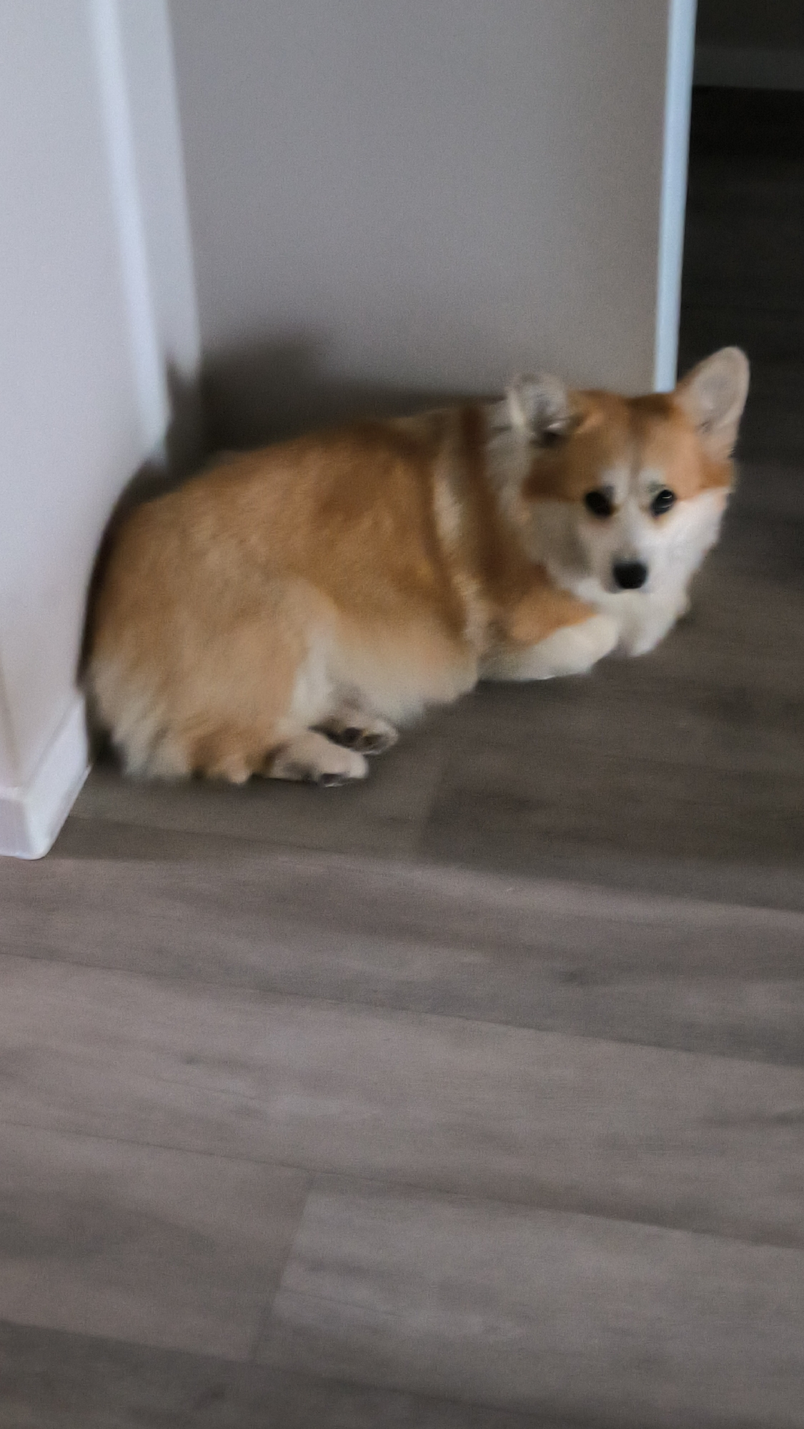 An adult Pembroke Welsh Corgi is lying down on a gray laminate floor in the corner of a room. The dog is facing towards the camera and has a tan and white coat. The room appears to be a residential setting, possibly a living room or hallway, with light-colored walls and a white baseboard. There is no visible indication of the location being in Kovrov, Russia.
