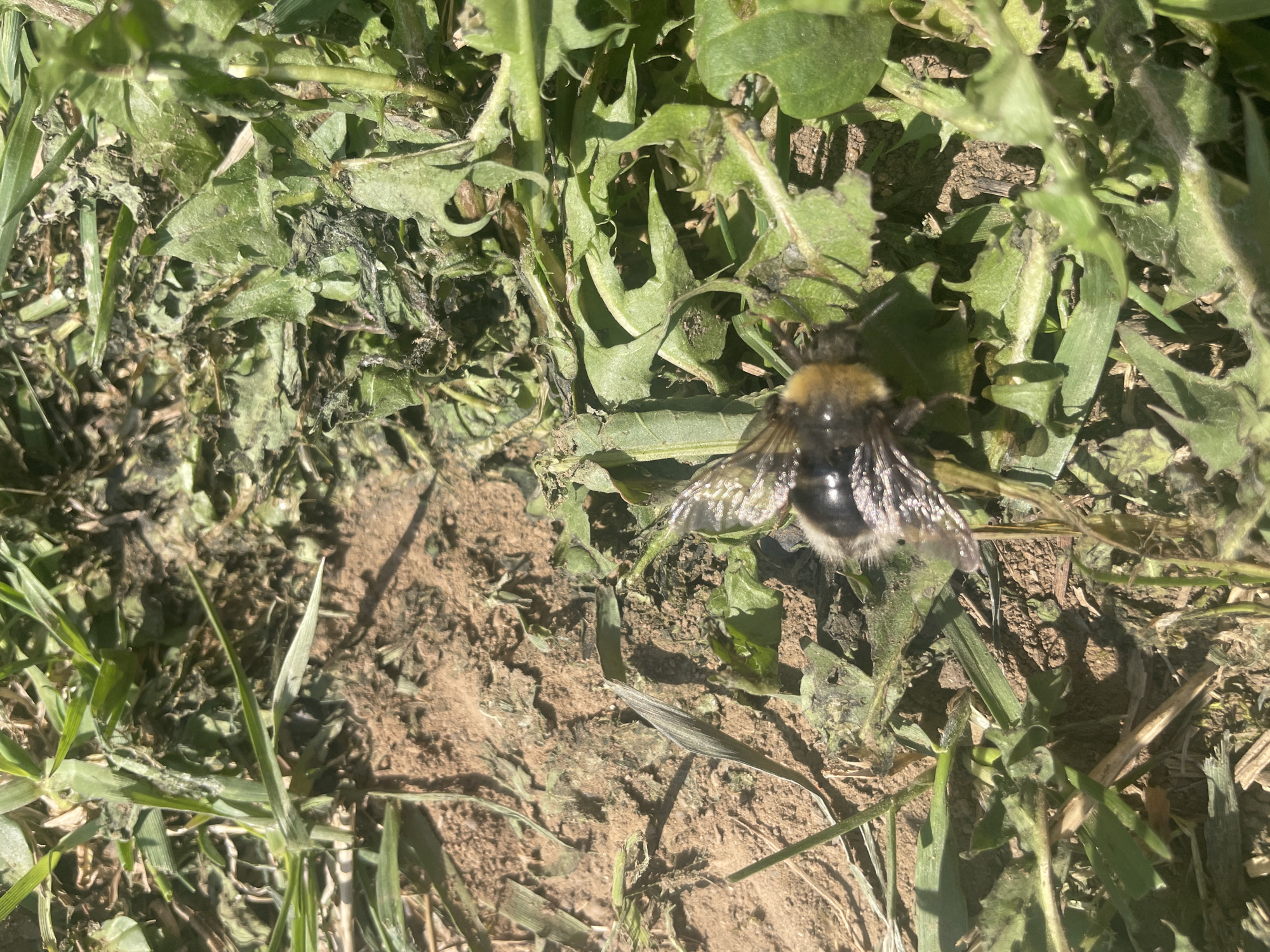 A bumblebee rests on a patch of ground covered with grass and dandelion leaves. The ground is partially bare, revealing soil. The location is unspecified, and there is no indication of the city of Поедуги, Russia, in the image.