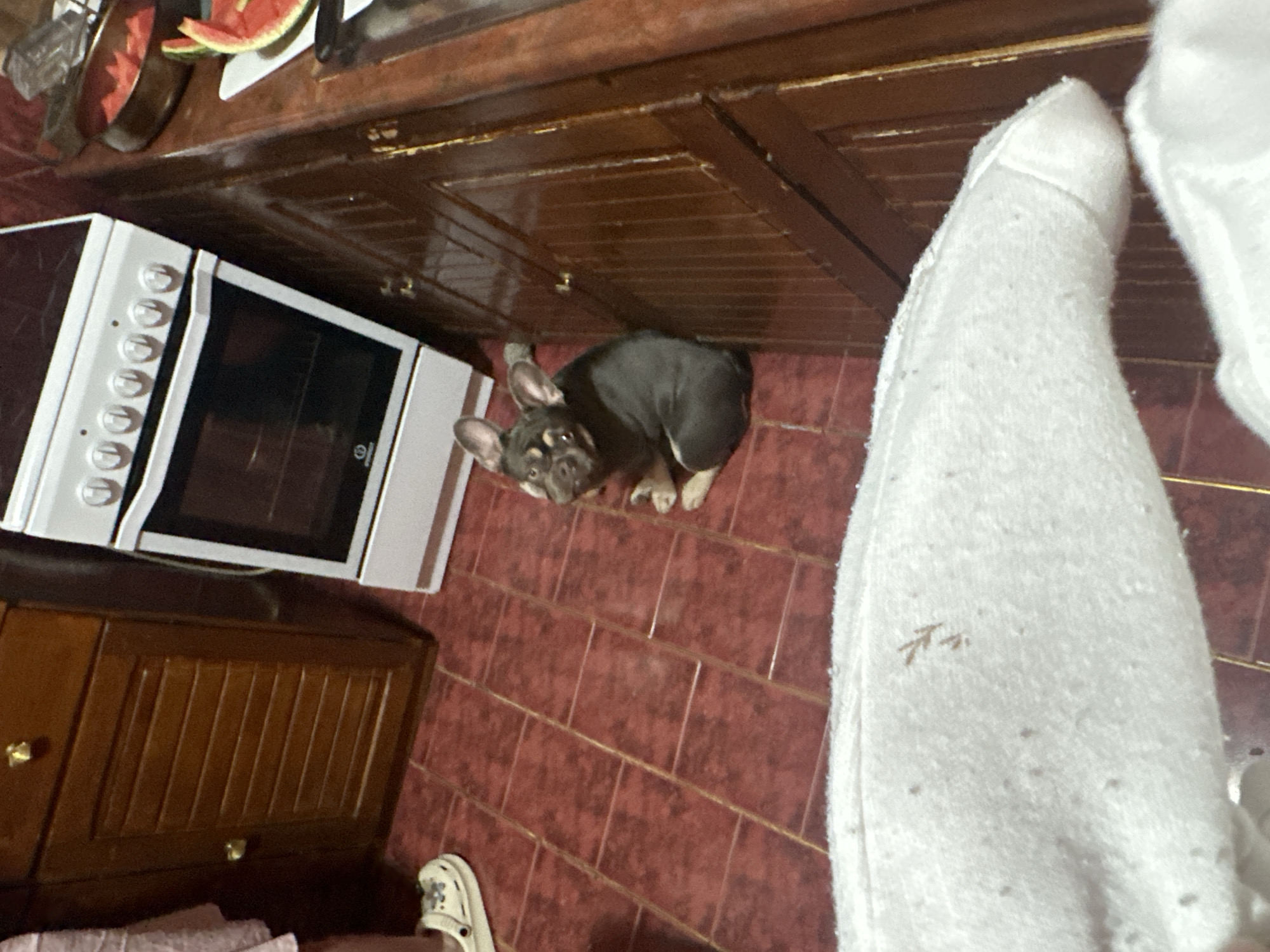 The image depicts an indoor domestic scene, likely a kitchen, viewed from a high angle looking down. A small dog, appearing to be a French Bulldog with dark brown and tan fur, is seated on a reddish-brown tiled floor, looking directly upwards towards the viewer.
To the left of the dog, a white oven or stove with multiple circular control knobs on its front panel and a dark glass door is visible. Below this appliance, a dark wooden cabinet with vertical paneling and two brass-colored handles can be seen. Above the dog and the oven, dark brown wooden cabinets or countertops extend across the upper part of the frame. On one of these surfaces, a bowl containing red watermelon slices is visible next to a metal pan.
On the right side of the image, a person's lower leg and foot, covered in white, possibly fluffy, fabric, take up a significant portion of the foreground. The fabric shows some specks and minor discoloration. Near the bottom left corner, part of a white, clog-style shoe with cut-out floral designs is visible, resting near a folded pink towel on the floor.
The dog appears attentive and curious. The lighting suggests an indoor setting, and no specific time of day or weather conditions are discernible. A small logo, possibly an "E" or similar character within an oval, is faintly visible on the oven door.