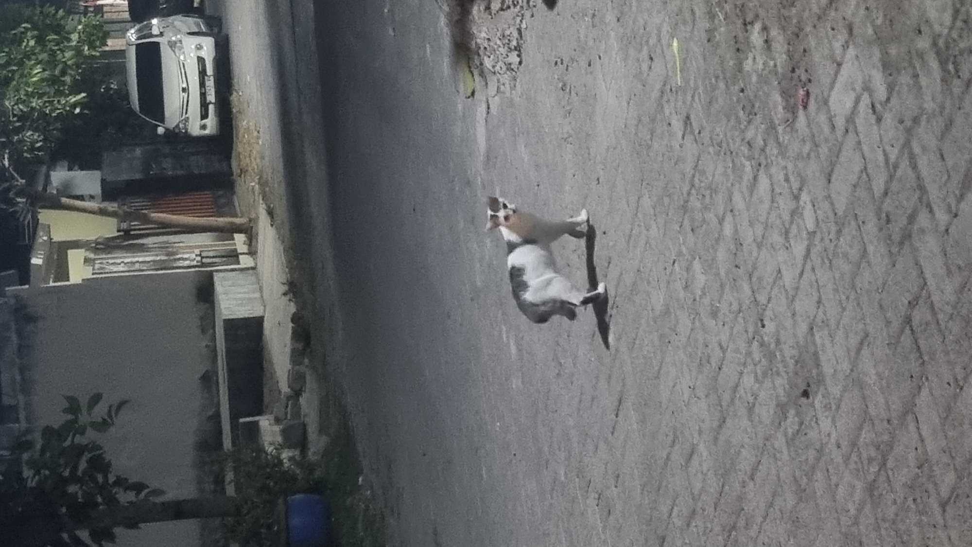 In Diwek, Indonesia, a medium shot captures a cat standing on a paved road at night. The cat is predominantly white with dark gray patches on its back and tail, and dark markings around its face. It is looking towards the viewer with its ears perked. The environment appears to be a residential area, with a building and a white van visible in the background. The road is paved with interlocking bricks, and some debris is scattered on the ground. The lighting suggests artificial illumination from streetlights or nearby buildings.