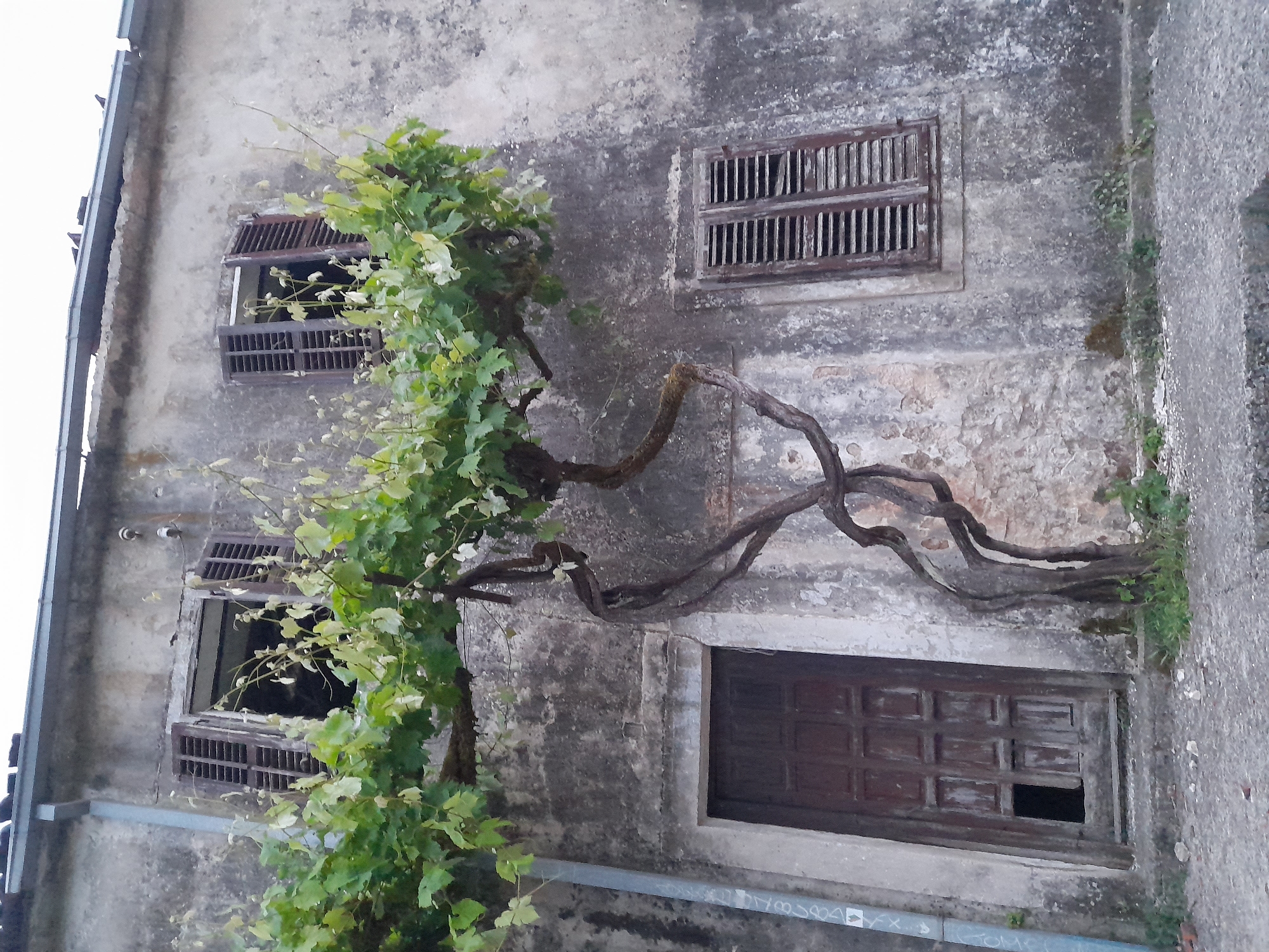 An exterior, eye-level shot shows a dilapidated two-story building in Boljevići, Montenegro. The building is characterized by a weathered and decaying facade, with significant staining and discoloration. A mature vine with lush green leaves grows along the left side of the building, its thick branches extending horizontally across the wall.
The building features three windows, each with dark, weathered shutters. The window on the upper right has its shutters closed, while the other two have their shutters partially open, revealing dark interiors. Below the vine, a partially damaged wooden door is set into the wall, showing signs of decay.
The building is located next to a concrete sidewalk. A metal gutter runs along the bottom of the building. The angle of the shot suggests the photographer was standing on the sidewalk, looking slightly upwards at the building.