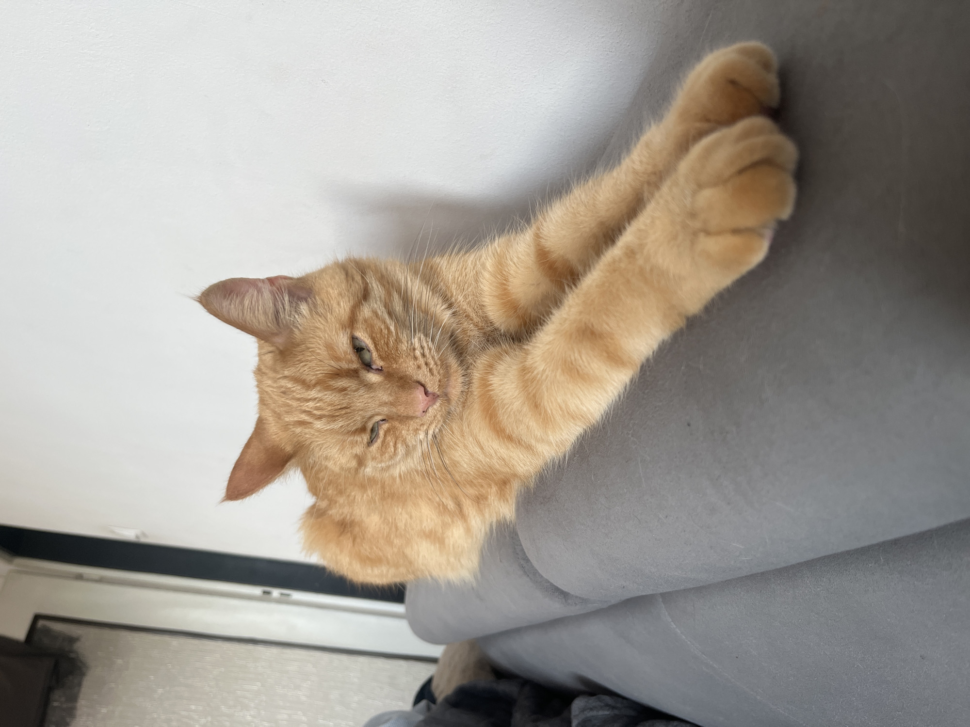 An orange tabby cat with green eyes is stretched out on a grey couch. The cat is facing the camera with its front paws extended forward. The background is a white wall with a window on the left. The image was taken in Zabrze, Poland.