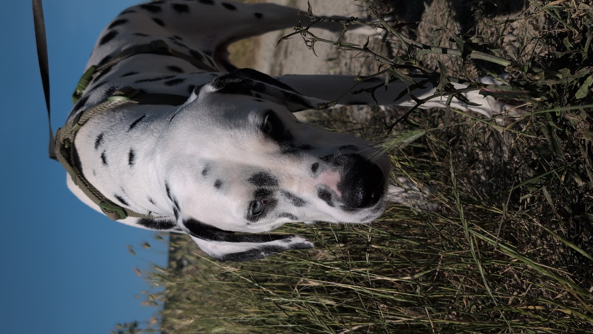 A close-up, eye-level outdoor vertical shot shows the head and upper body of a Dalmatian dog wearing a harness and leash. The dog is white with black spots and is looking down and to the right, with its snout partially obscured by tall grass. The background is a clear blue sky and a dirt path with some vegetation. The lighting is natural and bright, casting shadows on the dog's face.