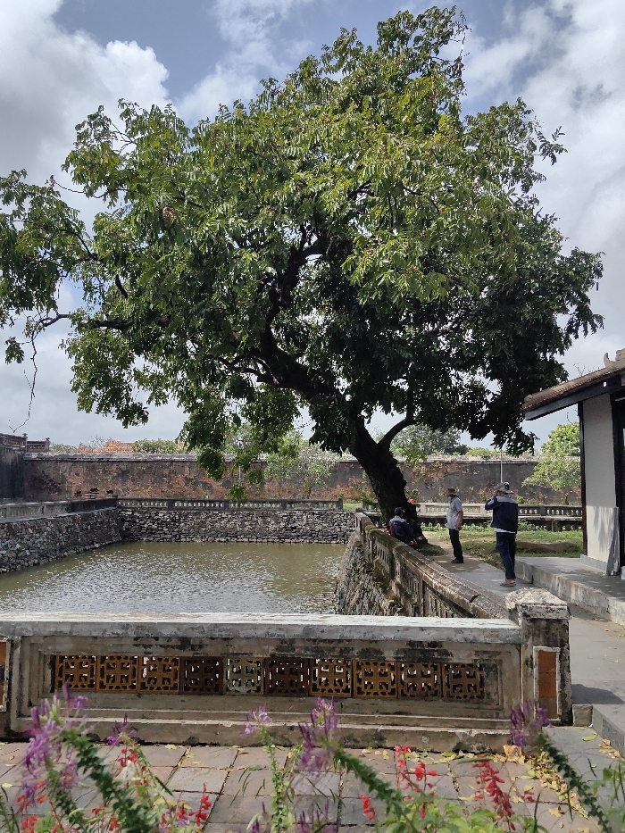 This image depicts an outdoor area within a historical or cultural complex in Phú Xuân Ward, Vietnam, under a partly cloudy sky with scattered white cumulus clouds.
In the immediate foreground, a weathered concrete and stone balustrade with ornate, rectangular, reddish-brown latticework patterns is visible. Directly behind this, a reddish-brown tiled or paved area contains several small flowering plants with slender stems and small purple and red blossoms, along with scattered dry leaves.
Beyond this foreground element, a rectangular, artificial pond or moat with placid, murky green water occupies the lower-mid section of the frame. The pond is bordered by sturdy walls constructed from rough, dark-grey stones, topped with lighter concrete coping and a simple balustrade.
On the far side of the pond, a ground area or path is present, largely shaded by a prominent, mature tree with a thick, gnarled trunk and dense green foliage that extends across much of the upper frame. Four individuals are situated on this path. One person, dressed in dark clothing, is seated on the pond's balustrade beneath the tree's canopy. To their right, two men stand: one in a light shirt and a hat, facing towards the seated individual; the other, in a dark jacket and light pants, stands slightly further right, holding a device resembling a camera or smartphone towards the pond. A fourth person, wearing a light blue jacket and light pants, stands further to the right, facing away from the pond, adjacent to a building.
The building, partially visible on the far right, features a dark, multi-tiered roof with ornate eaves and a light-colored wall. In the background, behind the pond and tree, a long, weathered red brick wall with dark coping runs horizontally across the scene, indicating a boundary or enclosure.