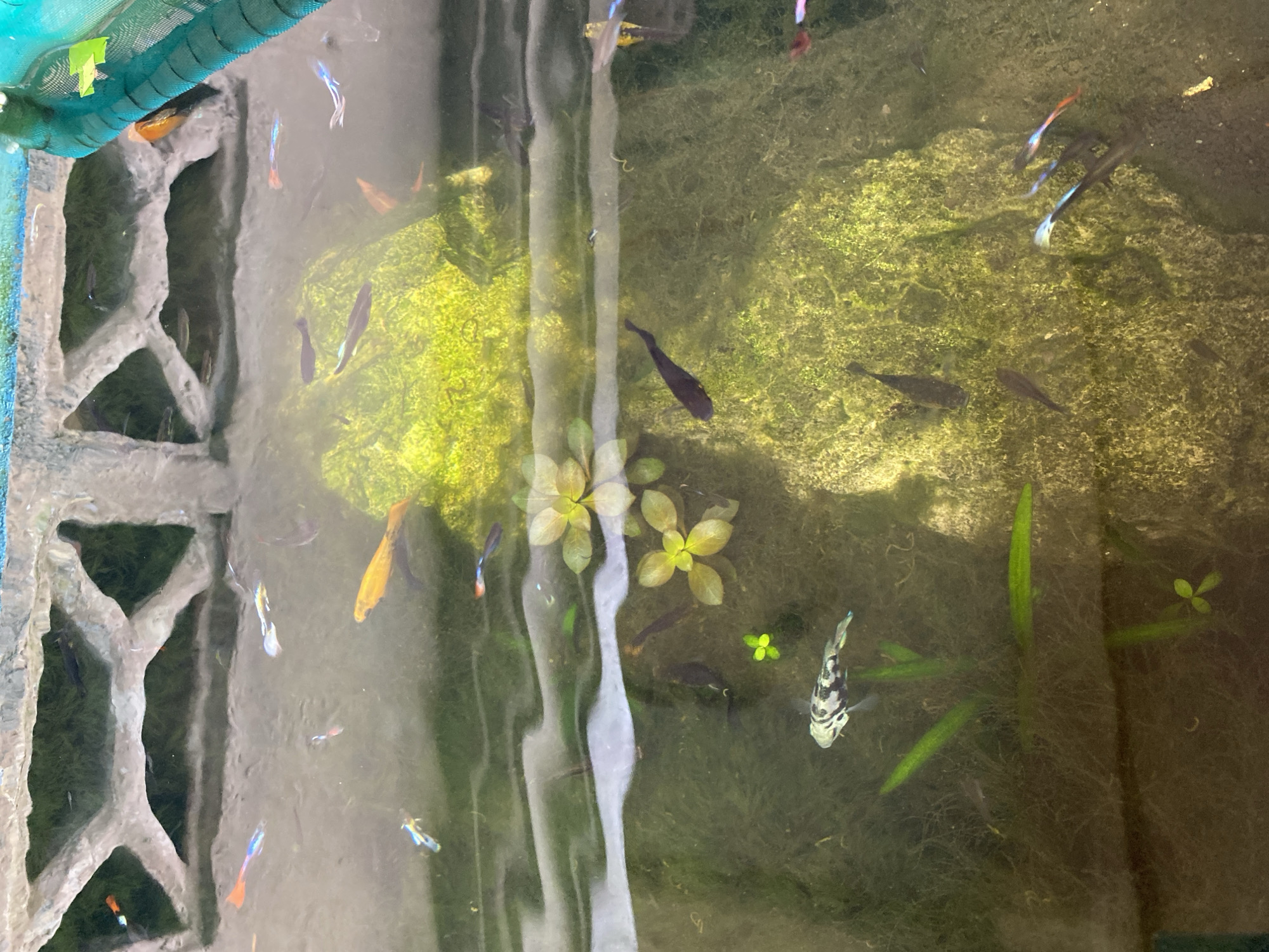 The image depicts an outdoor fish pond, likely located in Lambaro Kueh, Indonesia, given the context. The pond contains several small, colorful fish, primarily guppies, swimming in murky green water with visible algae growth. A portion of a light-colored, rough-textured concrete structure with openings, possibly a decorative wall or border, is visible at the top of the frame. Aquatic plants, including some with rounded green leaves, are present in the pond. The water's surface is disturbed, creating wavy reflections. A dark green netting material is partially visible on the right side of the image. The overall scene suggests an ecosystem within a man-made structure.