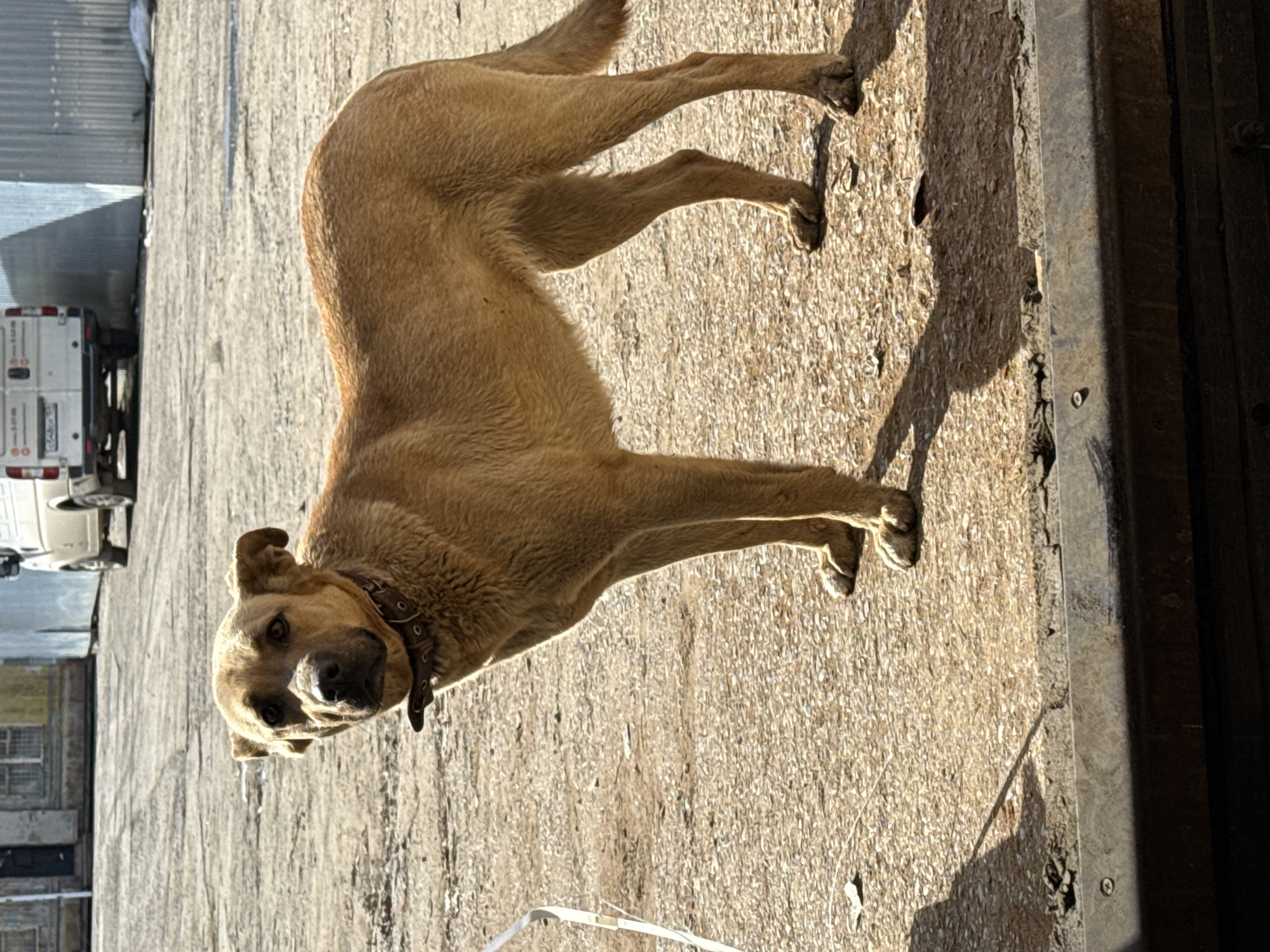A medium-sized, tan-colored dog with a brown collar stands on a concrete surface. The dog is facing the viewer, looking directly at the camera. The dog's shadow is cast behind it. In the background, there is a white van parked near a metal building, and a partial view of buildings is visible. The image was taken outdoors during the day, likely in the city of Chaikovsky, Russia, given the context.