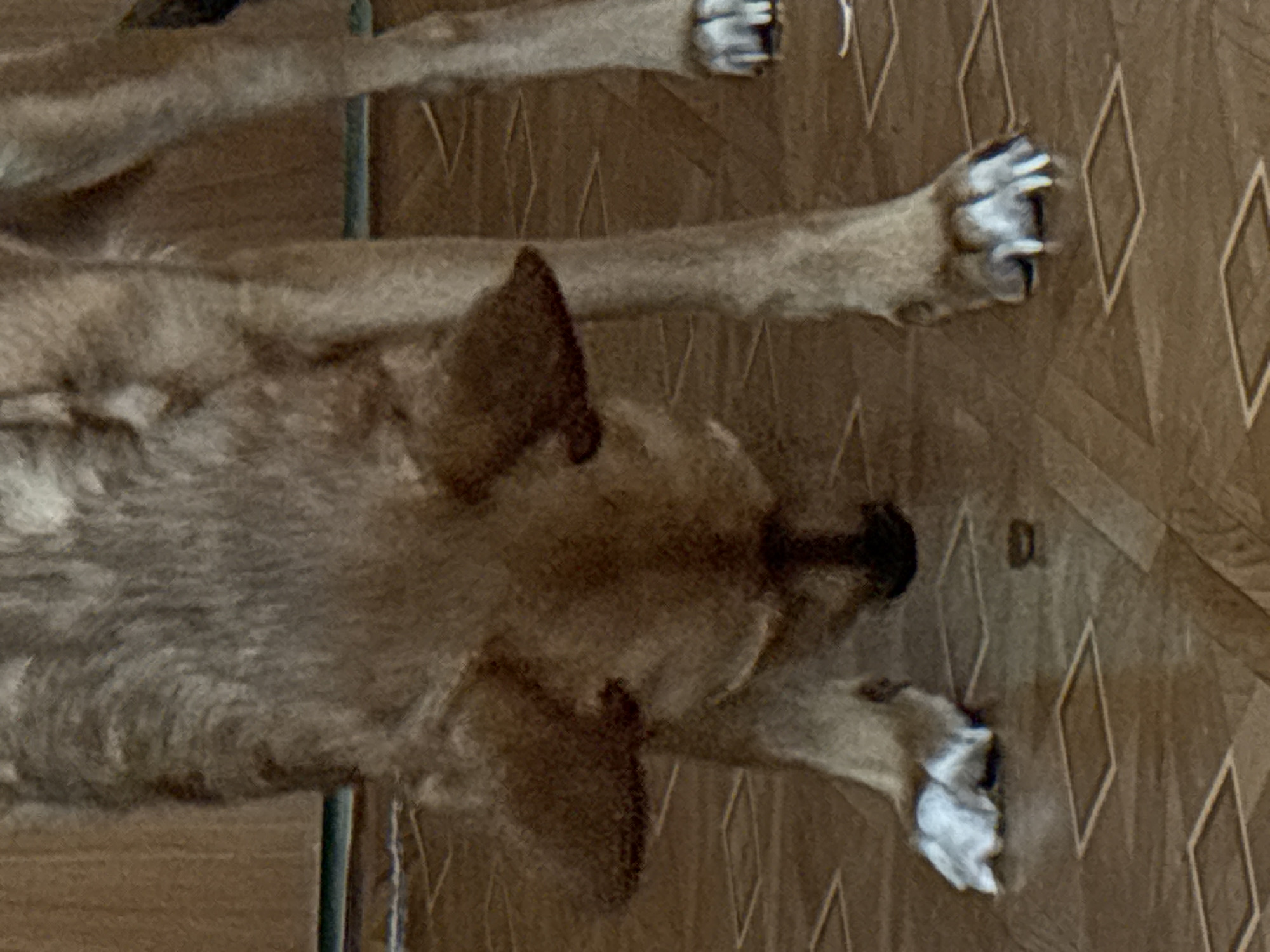 The image shows the lower half of a dog's head and front legs. The dog is light brown and gray, with large ears that are pointed downwards. The dog's head is lowered, as if it is sniffing something on the floor. The dog is standing on a tiled floor, which appears to be in a home environment. The lighting is dim, and the background is blurred. There is a small, dark object on the floor in front of the dog's nose, which it appears to be interested in. The image does not provide any information about the city of Saint Petersburg, Russia, or any other specific location.