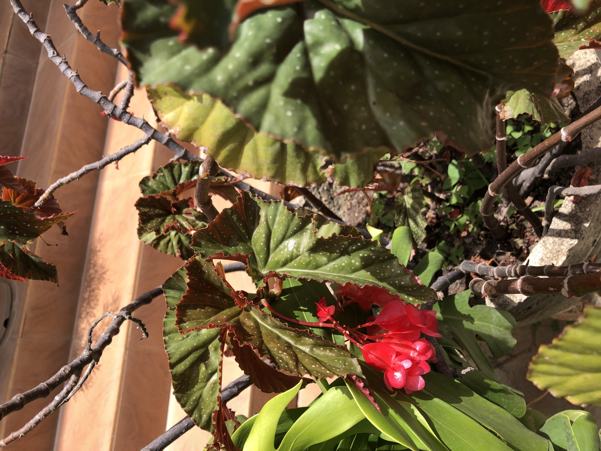The image shows a close-up view of a begonia plant with red flowers and green leaves that have white spots. The plant is in a pot, and the background features terracotta-colored stairs or steps. The scene appears to be outdoors, possibly in a garden or on a patio. The lighting suggests a sunny day. There are no people or animals visible in the image.
