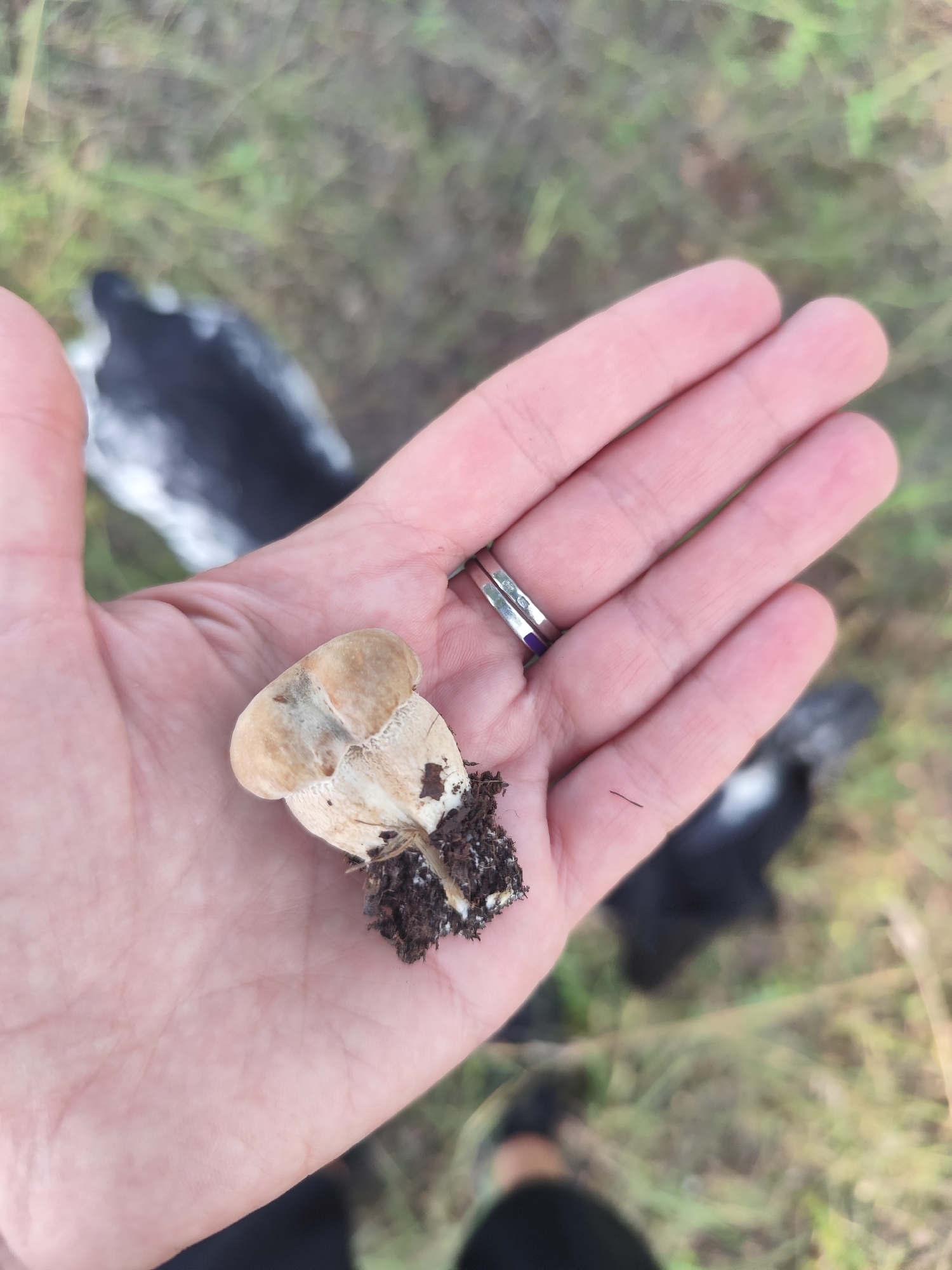 A person is holding a small mushroom in their left palm. The mushroom is light brown with a white stalk and appears to have some soil attached to its base. The person is wearing two silver rings on their left ring finger. The background is blurred, showing a grassy area with some darker patches. Two black and white animals, possibly birds, are partially visible in the background, one to the left and one to the right, with their heads and backs facing away from the camera. The scene appears to be outdoors.