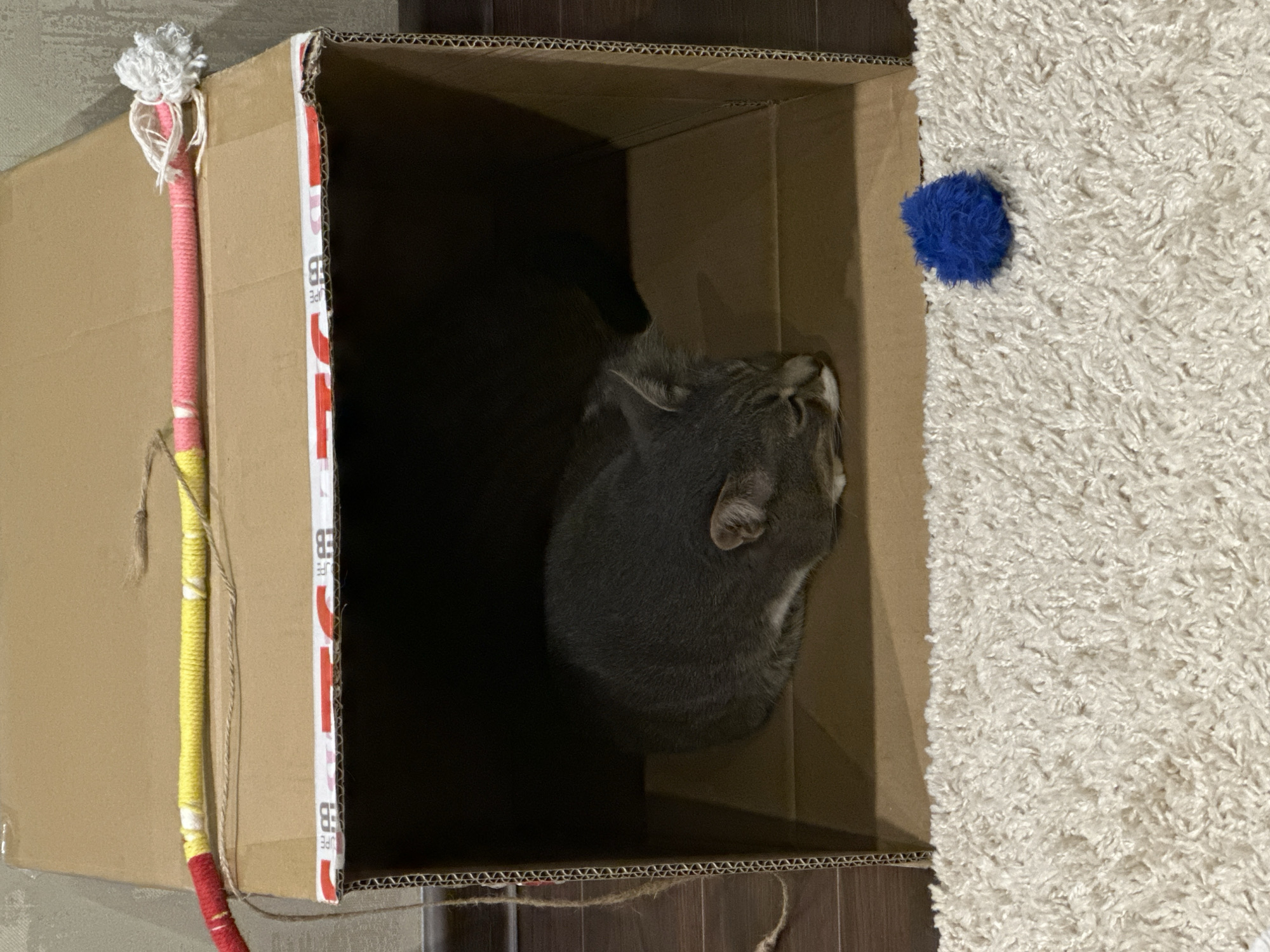 A gray tabby cat sleeps curled up inside a cardboard box that has been modified into a small enclosure. The box is placed on a cream-colored rug. A blue pom-pom toy sits on the rug in front of the box. A colorful string toy, made of red, yellow, and pink yarn with a white pom-pom at one end, is draped over the top edge of the box. The background shows a wooden floor and a textured wall.