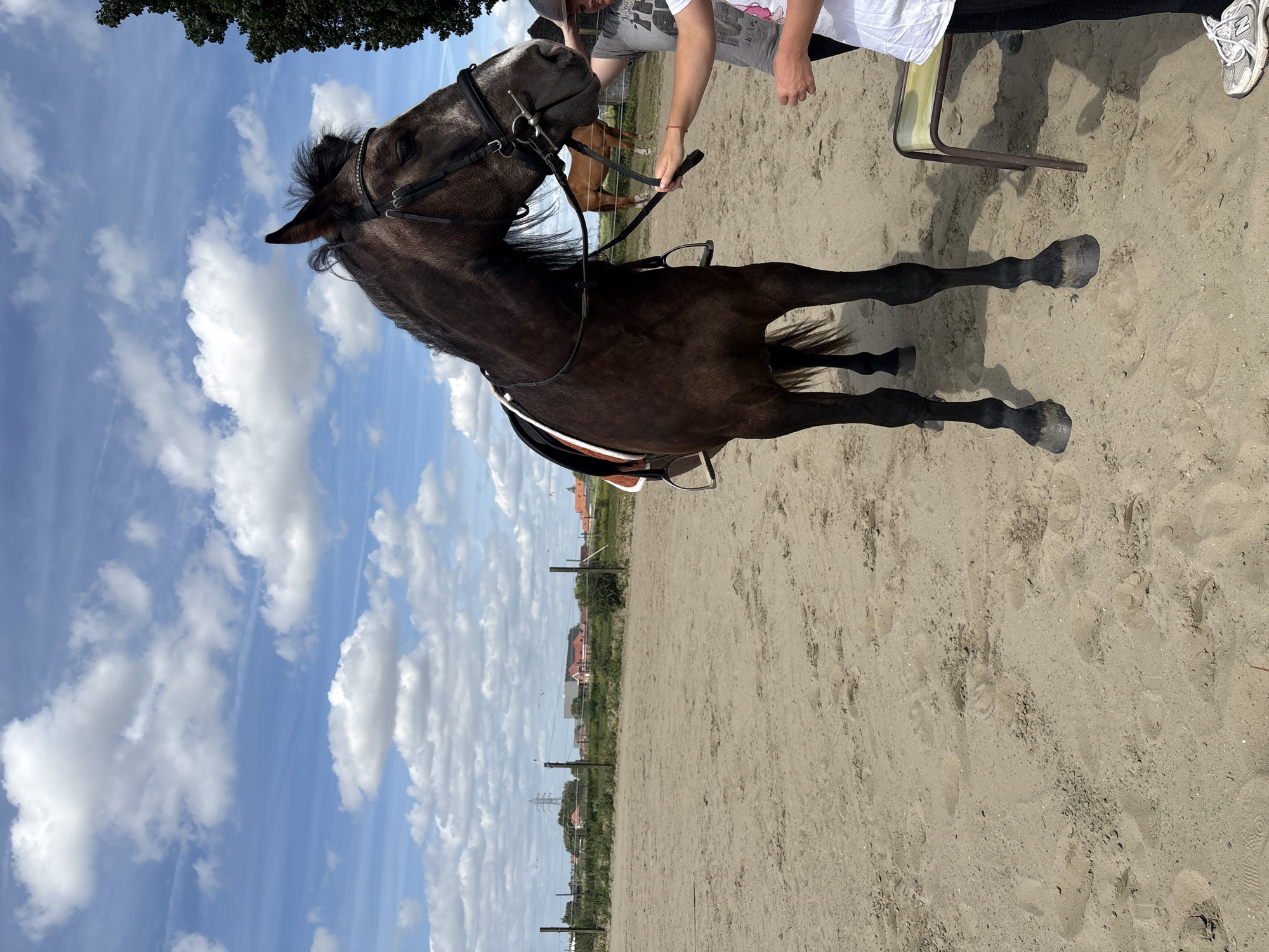 The image shows a dark brown horse with a black mane and tail, standing on a sandy surface in what appears to be a riding arena. The horse is wearing a bridle and saddle. A person is holding the horse's reins. A chair is also visible near the horse's hind legs. In the background, there is a fence and some buildings. The sky is blue with some white clouds. Based on the location of Estaimpuis, Belgium, it is likely an outdoor equestrian facility.