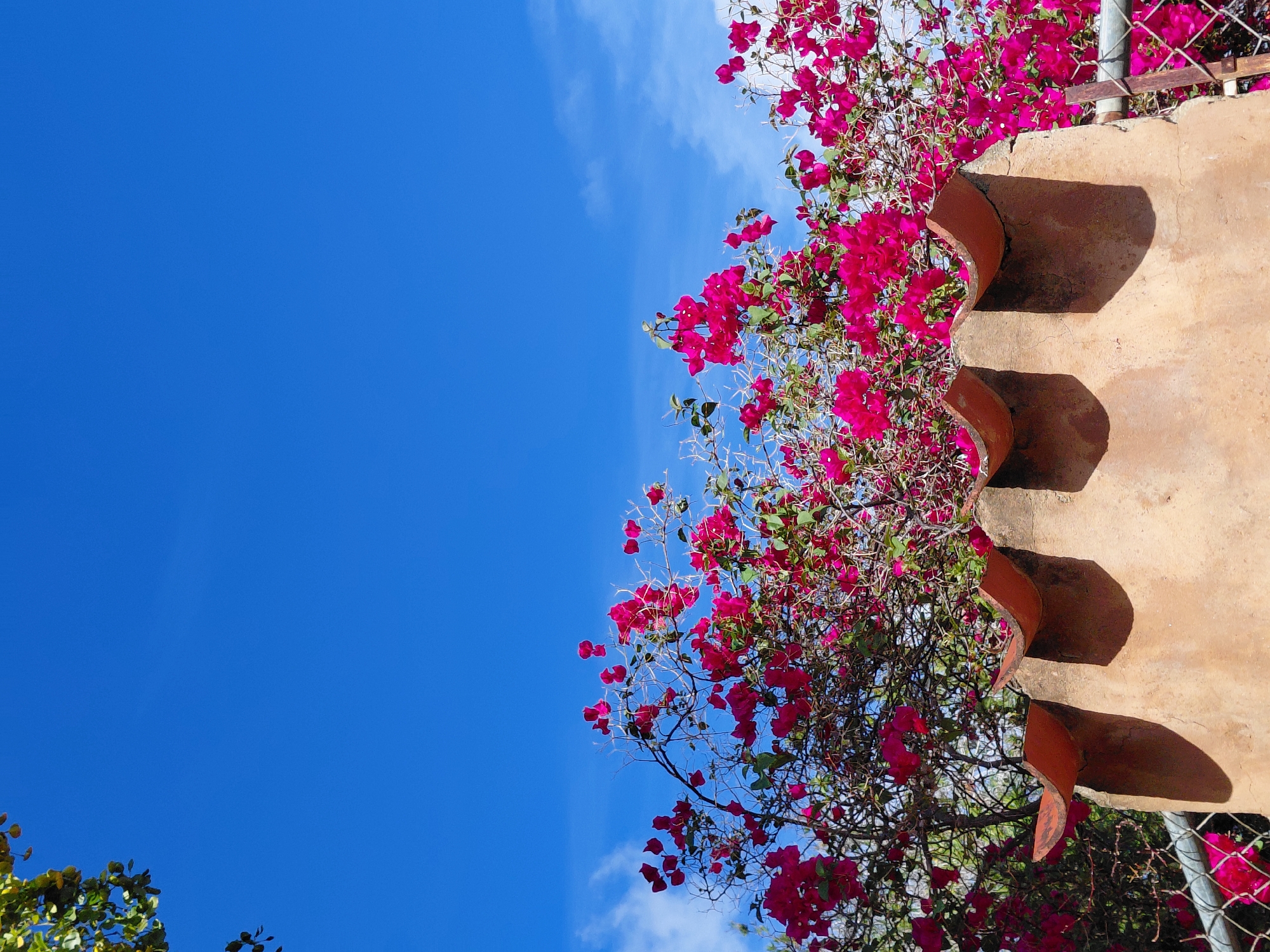 A low-angle, eye-level shot shows a section of a wall with curved roof tiles and bougainvillea flowers in Santa Ana, Venezuela. The sky above is a vibrant, cloudless blue, with the leaves of a tree visible in the upper left corner. The wall, made of light brown stucco, has an uneven, textured surface. The roof tiles are a reddish-brown clay, with visible shadows cast by their curves. The bougainvillea, bursting with bright pink flowers, cascades over the top of the wall and spreads across the frame, obscuring the sky in places. The scene is framed by a chain-link fence in the foreground and to the right, with more pink bougainvillea visible through the mesh on the right side.