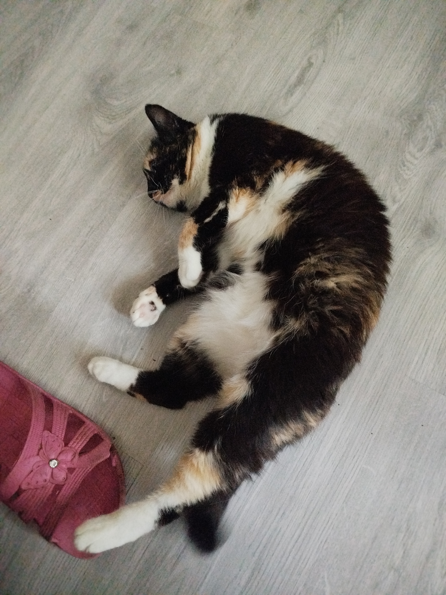 A tortoiseshell cat is lying on a light gray wood-grain linoleum floor. The cat is curled on its side with its paws tucked in. A pink sandal with a flower embellishment is positioned to the left of the cat, with one of the cat's front paws resting near it. The lighting suggests an indoor environment.