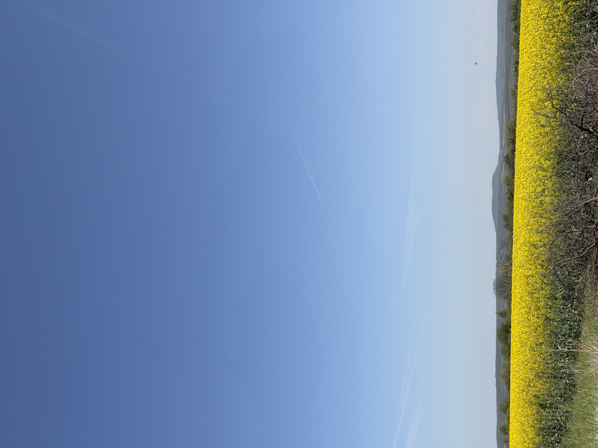 The image shows a bright blue sky transitioning to a lighter blue closer to the horizon. Two contrails are visible in the sky. On the right side of the image is a field of yellow flowers, possibly rapeseed, bordered by trees and shrubs. The location is likely a rural area, possibly near Letnitsa, Bulgaria, given the prompt's specification. There are no people visible in the image.