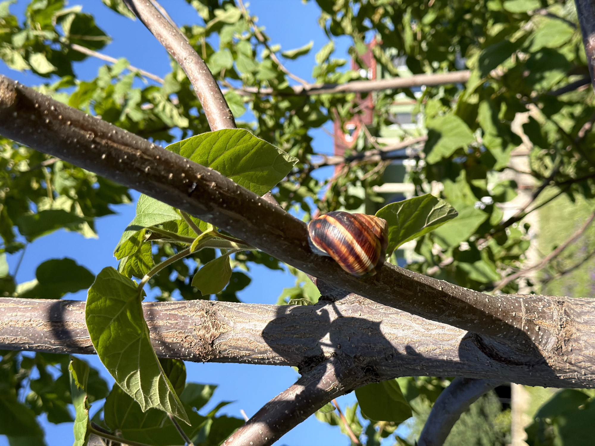 The image depicts a snail clinging to a tree branch in Saguramo, Georgia. The snail has a brown and tan striped shell. The branch is mottled brown and textured, with small leaves sprouting from it. The background consists of green foliage and a blue sky. A building is visible in the background. The lighting suggests it is daytime with direct sunlight.