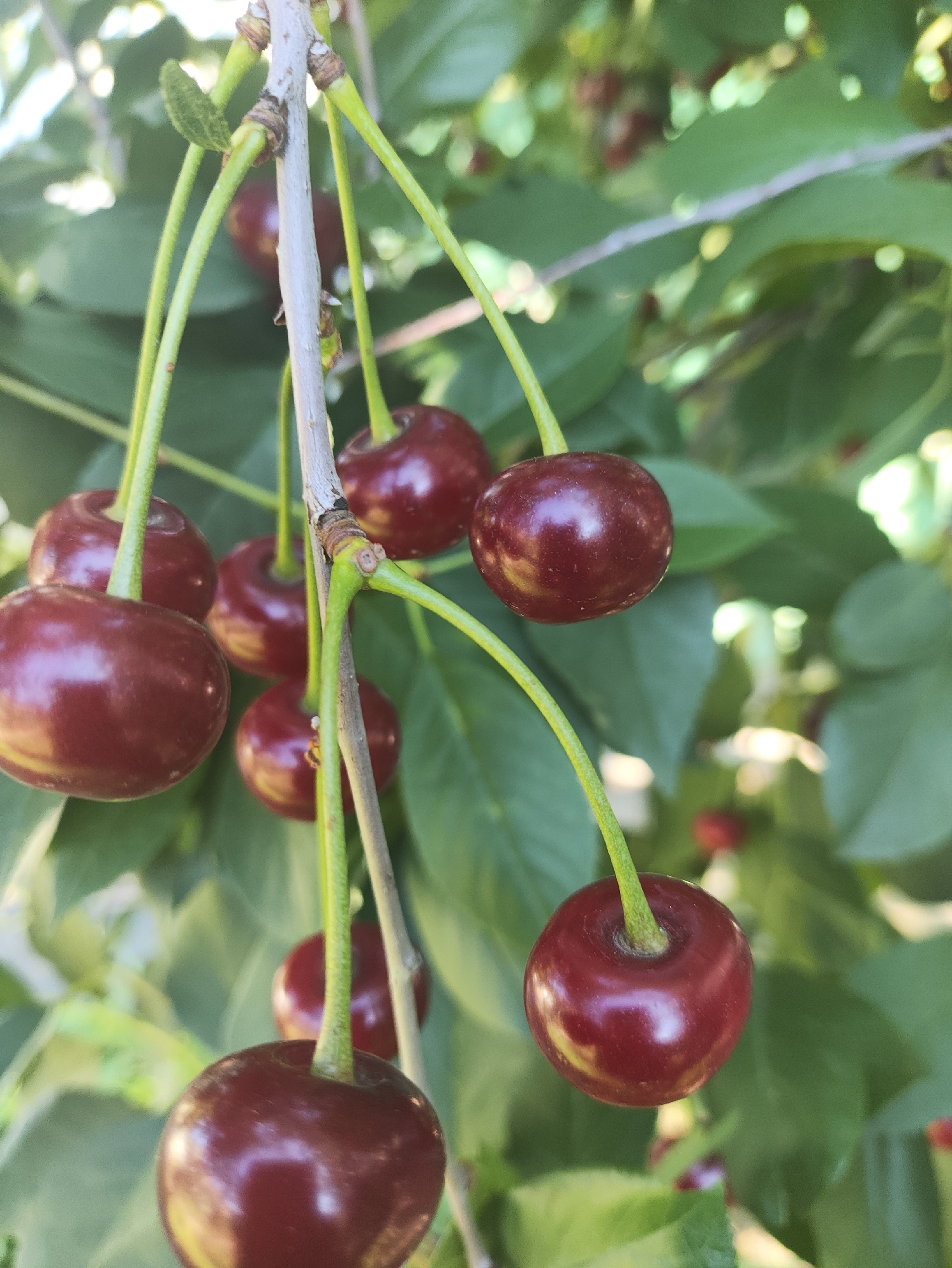 This is a close-up, eye-level, vertical shot of a cluster of ripe, dark red cherries hanging from a branch. The cherries are plump and glossy, with a few visible stems. The background is filled with blurred green leaves and hints of sunlight. The scene is natural and suggests the cherries are growing on a tree. There are no people or man-made structures visible. The image does not provide any specific information about a location in Aktobe, Kazakhstan.