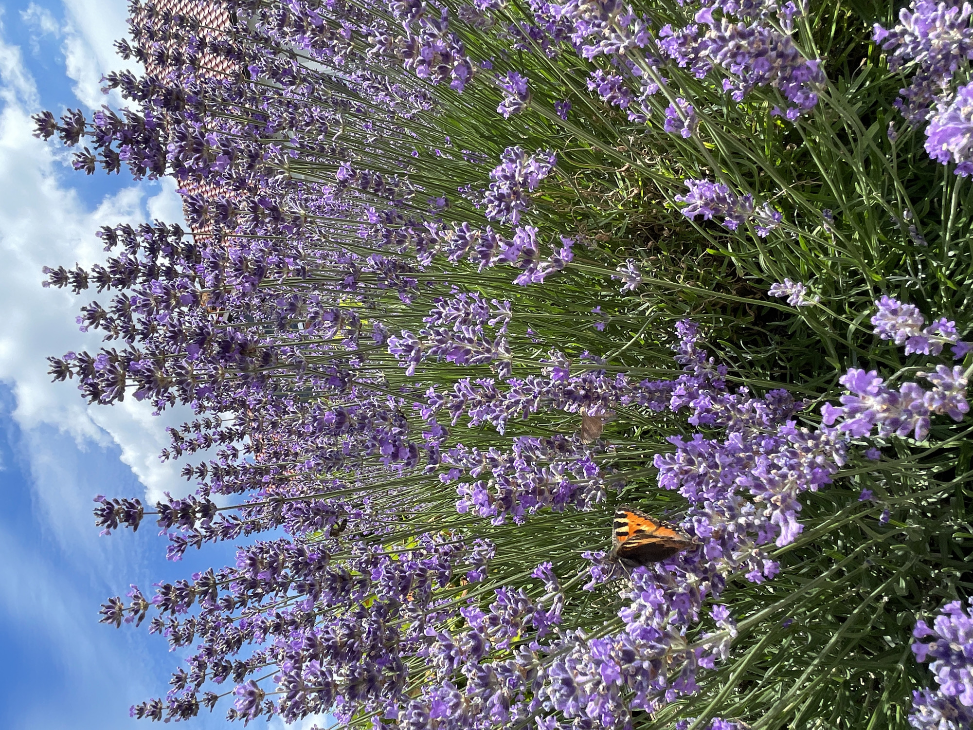 This media file captures a close-up, high-angle view of a lavender bush in bloom. The lavender flowers are a vibrant purple, densely packed along tall green stems. The image is taken outdoors, with a bright blue sky and scattered white clouds visible in the upper left portion. A few terracotta-colored roof tiles are also visible in the background, suggesting a building nearby. The lighting indicates it is daytime, likely sunny given the brightness and clear sky.
A small butterfly, with orange and black markings, is perched on one of the lavender flower spikes, adding a delicate element to the scene. There are no people visible in the image. The overall impression is one of a peaceful, natural setting, perhaps a garden or a field on a pleasant day in Christerode, Germany. The focus is on the texture and color of the lavender, with the butterfly providing a point of interest. There is no visible text in the image.