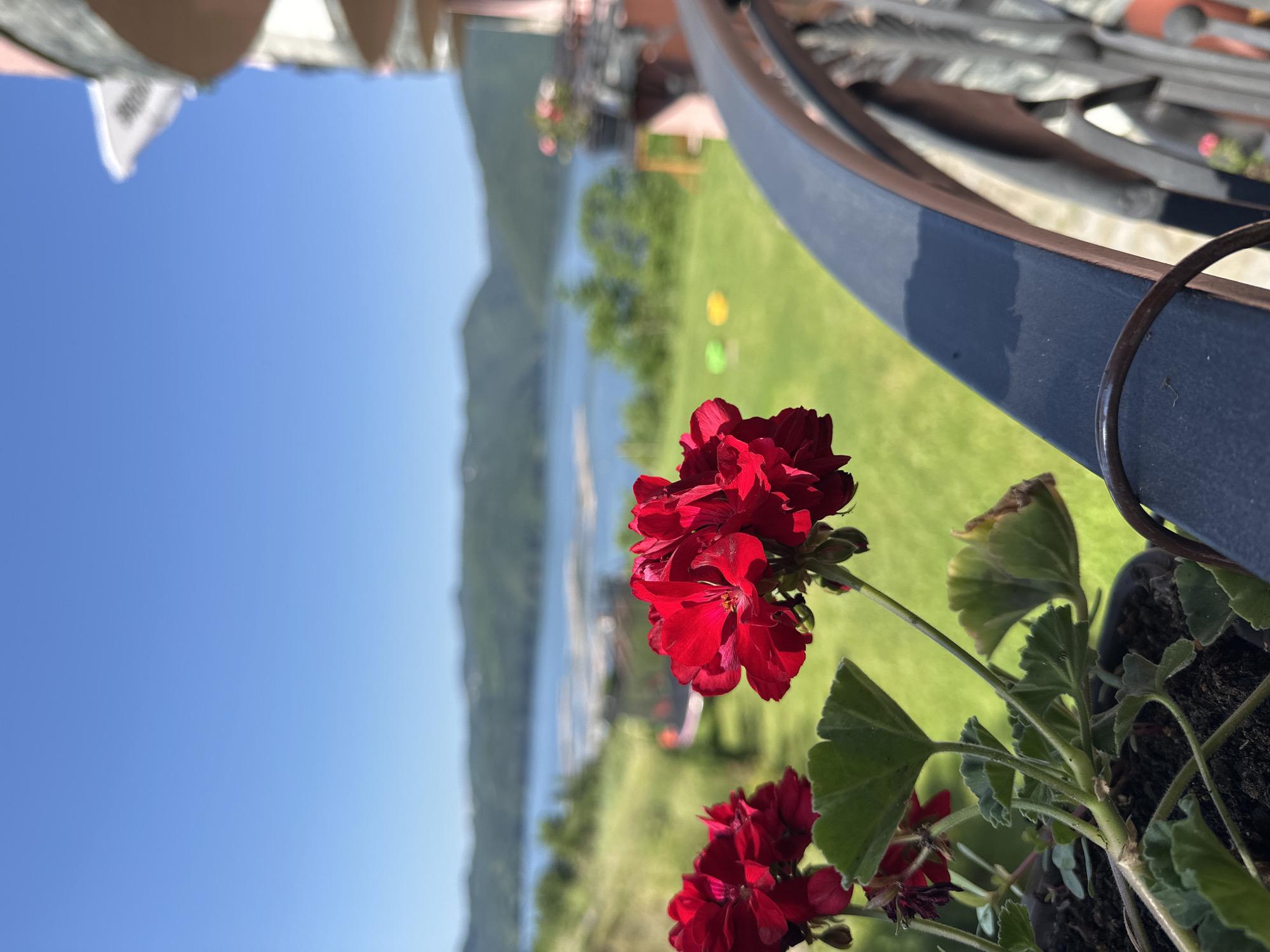 In Glavatartsi, Bulgaria, a close-up view of vibrant red geraniums in a pot is captured in the foreground. The flowers, with their delicate petals and green leaves, are positioned to the left of the frame. Behind them, a balcony railing with an ornate metal design curves into the lower right corner. The background reveals a scenic landscape with a wide, calm body of water, likely a lake, surrounded by rolling hills covered in lush green vegetation. The sky is a clear, bright blue. The overall scene suggests a peaceful, outdoor setting with a focus on natural beauty.