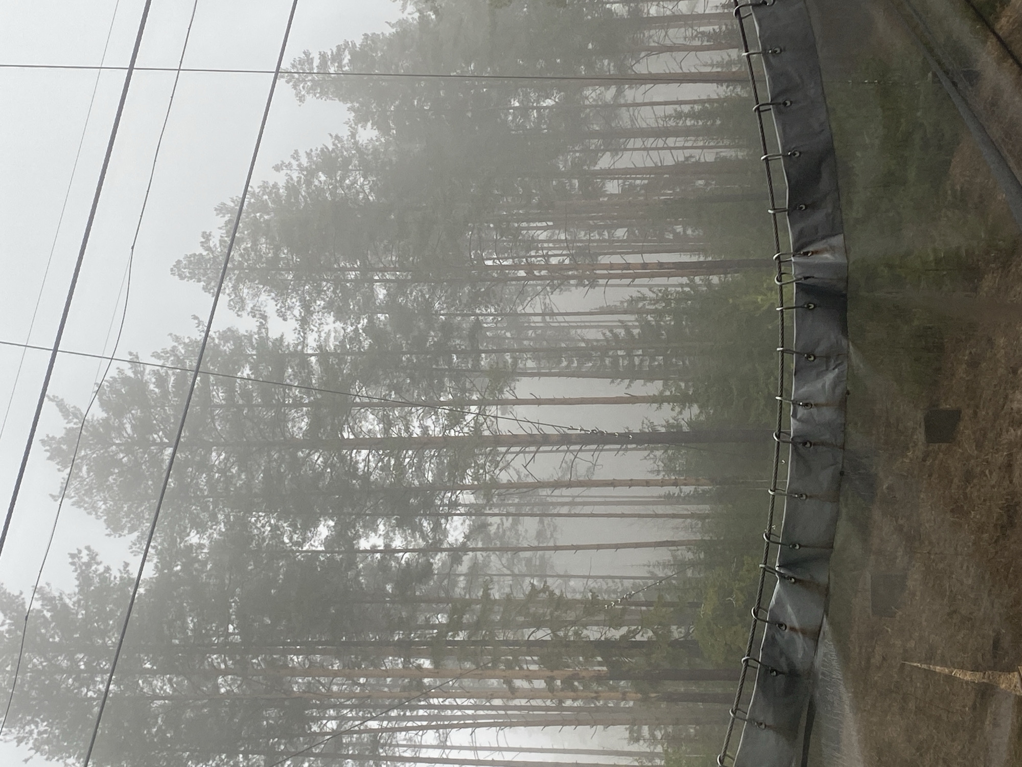 A vertical image captures a dense, fog-laden forest viewed through foreground elements of wires and a protective barrier. The scene is enveloped in thick mist, significantly reducing visibility and creating a soft, monochromatic appearance dominated by shades of grey and muted green.
In the central and left portions of the frame, numerous tall, slender trees, consistent with conifers like pine, rise vertically. Their trunks are mostly straight, and their foliage, although blurred by the heavy fog, indicates a dense canopy of needle-like leaves. The fog creates a strong sense of atmospheric perspective, with trees in the distance appearing progressively more indistinct.
The immediate foreground features man-made structures. On the right side, a large section of a dark grey barrier, composed of a durable fabric or mesh, occupies a significant part of the frame. This barrier is equipped with a series of regularly spaced metal rings or grommets along its edge, through which a thick, taut rope or cable is threaded, forming a tensioned structure. This suggests a protective net, screen, or curtain, potentially part of an outdoor enclosure. To the far right, beyond this barrier, a patch of ground that appears to be dry earth or sparse grass is visible, also softened by the pervasive haze.
Multiple thin, dark wires or cables crisscross diagonally across the upper left and central-left areas of the image, further layering the foreground and subtly obscuring parts of the foggy forest.
The time of day is daylight, but the heavy fog imparts an ethereal, quiet, and somewhat mysterious mood to the scene. There are no people visible, and no text can be discerned. The setting is a forested natural environment with clear signs of human construction in the immediate foreground, located in Прикамский, Russia.