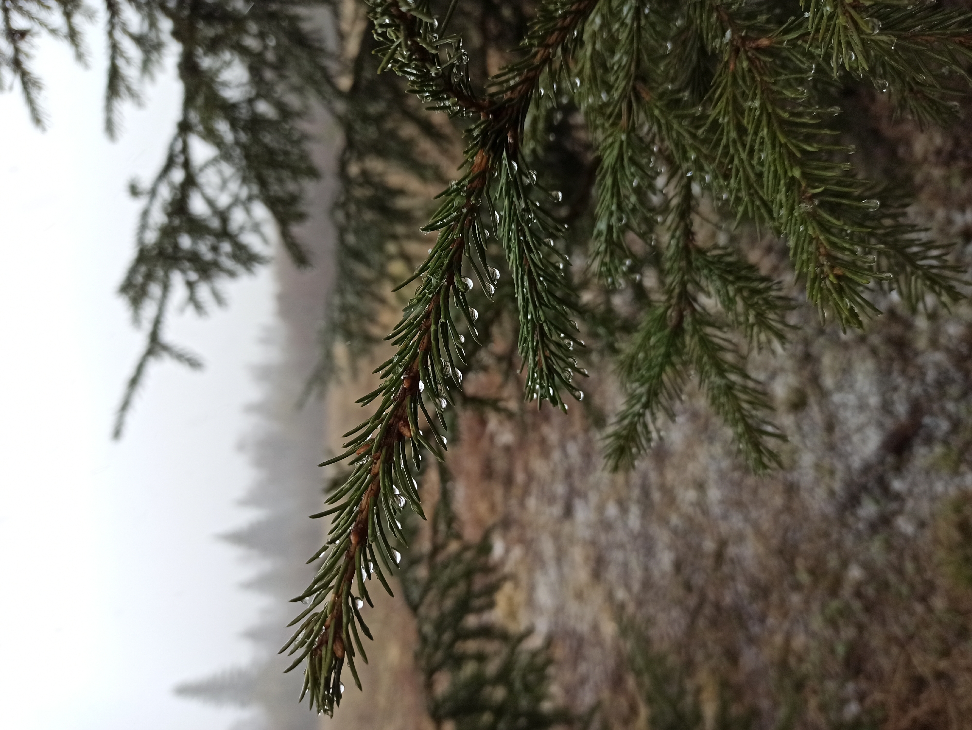 A close-up shot shows pine tree branches with water droplets clinging to the needles. The background is blurred and indistinct, suggesting a natural environment, likely a forest. In the distance, a layer of fog or mist obscures the details of the landscape. The shot is angled upwards, creating a dynamic perspective of the branches. The location is possibly near Ziuratkul', Russia, based on the image's origin.