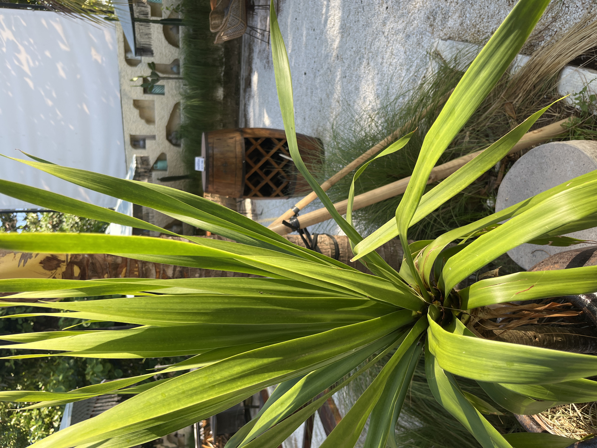 A close-up shot of lush green yucca plant leaves dominates the foreground, bathed in bright sunlight. Behind the leaves, a rustic wooden barrel with a diamond-shaped lattice design is visible, serving as a decorative element. The ground is covered in small white gravel. In the background, a building with unique, organic architectural features and several rounded window openings stands under a large white canopy. A few chairs and small tables suggest an outdoor seating area, possibly a cafe or restaurant in a tropical setting. The overall scene is one of an outdoor recreational space in Kuta Selatan, Indonesia, characterized by a blend of natural elements and distinct architectural design.