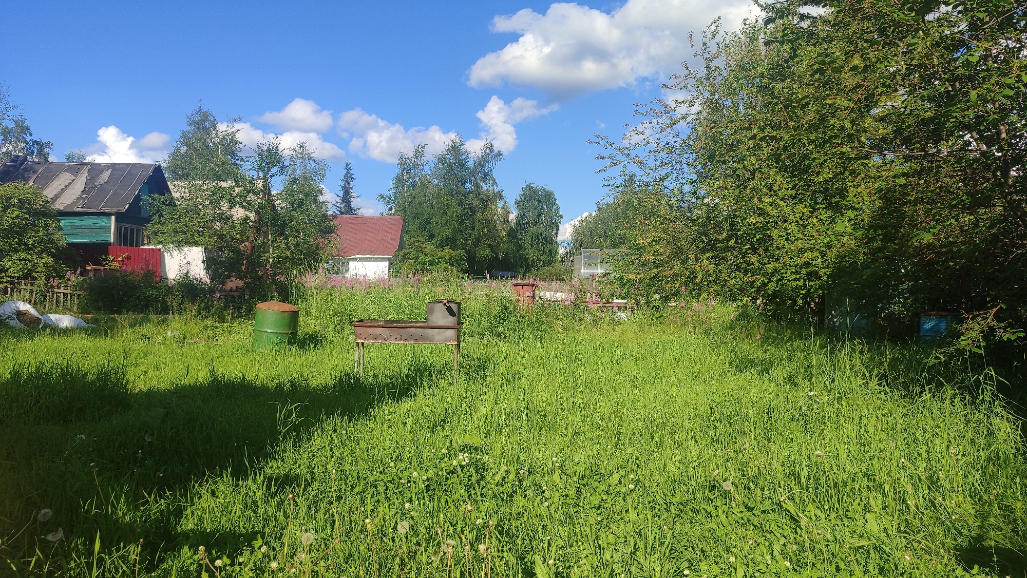 The image depicts a sunlit, overgrown backyard scene in Mirny, Russia. A rusty, metal barbecue grill stands in the middle of a field of tall, green grass, dotted with white dandelions. To the left, a green metal barrel and two white sacks are visible. In the background, various houses and trees are scattered across the landscape, with a clear blue sky and fluffy white clouds overhead.
